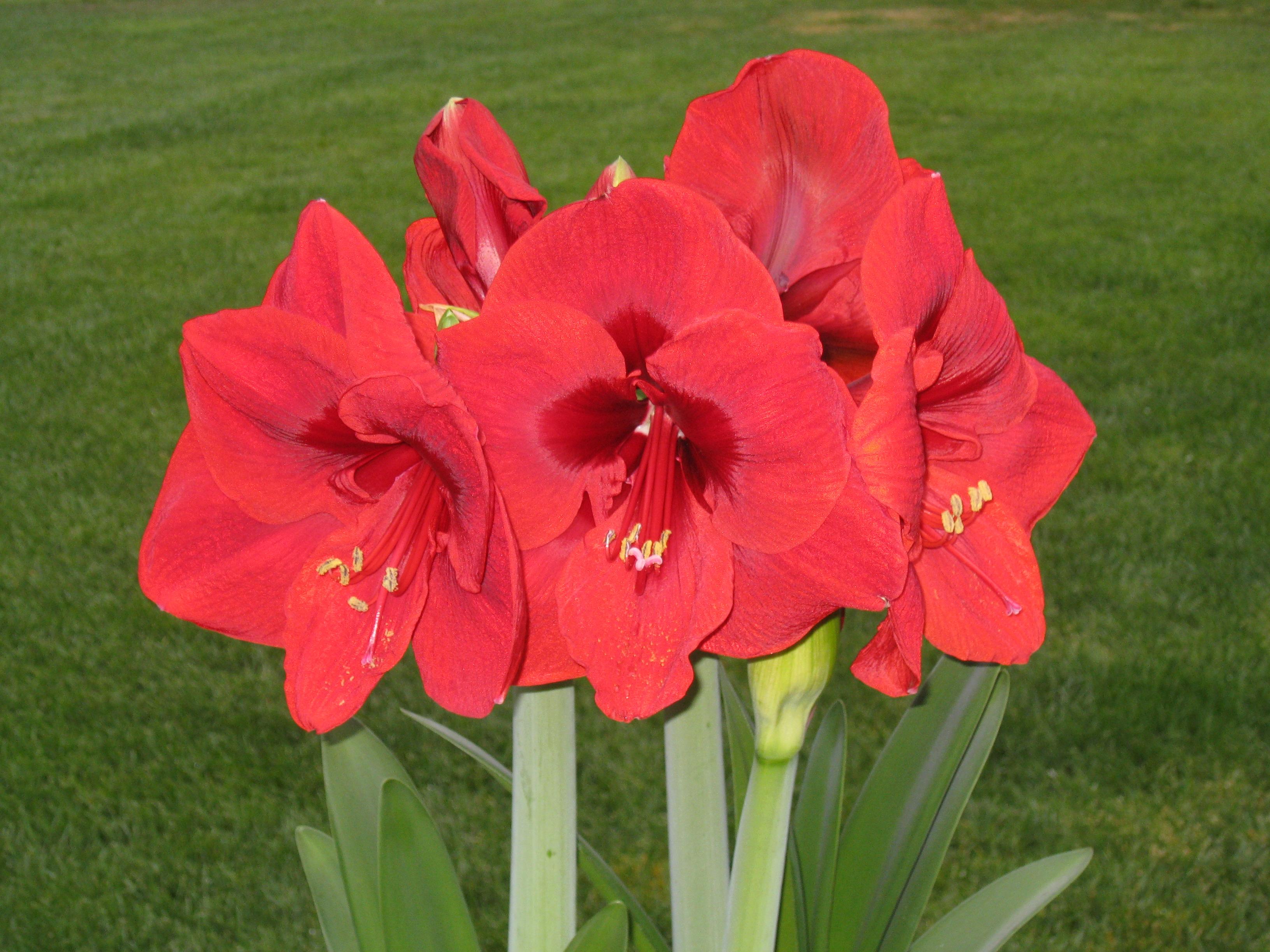 Christmas Amaryllis Wallpapers - Wallpaper Cave