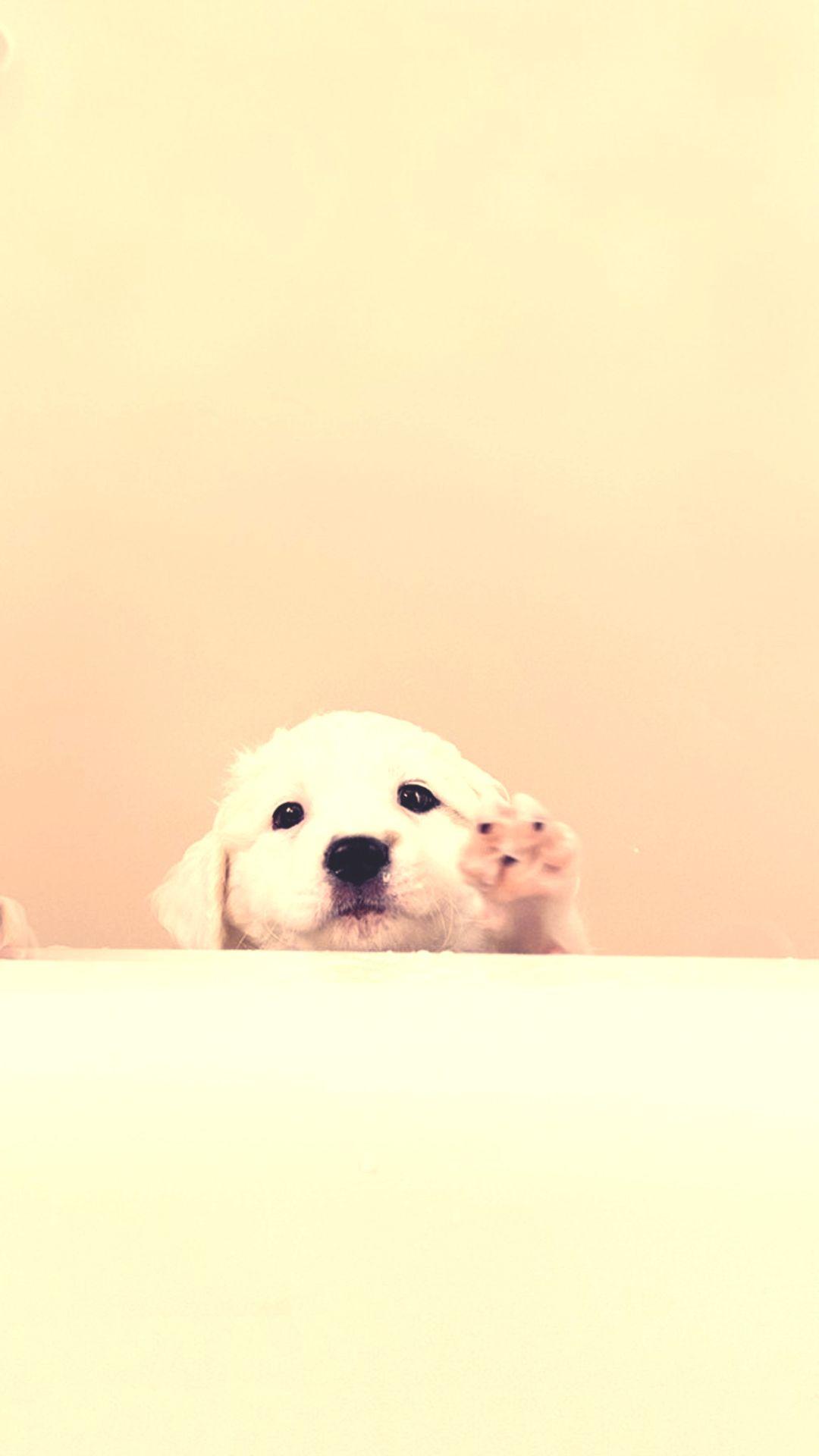 puppy mobile wallpaper. White puppies, Puppy wallpaper