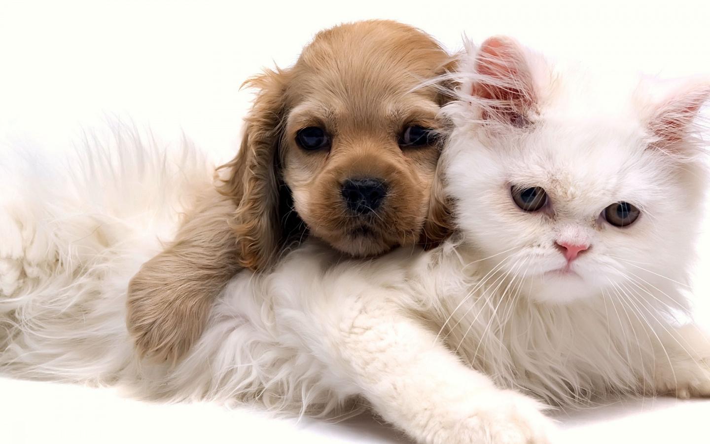 Whiskers, Cat, Puppy, Puppy Love, Animal Shelter Wallpaper