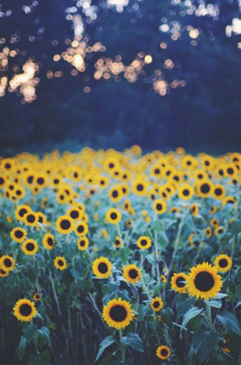 Download Sunflower Tumblr Wallpaper HD Is Cool Wallpaper