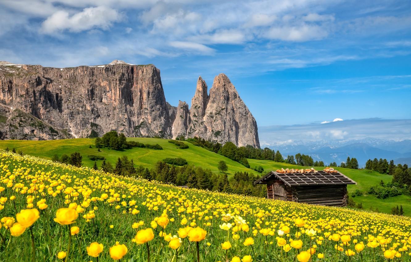 Wallpaper flowers, mountains, meadow, the barn, Italy, Italy, buttercups, The Dolomites, South Tyrol, South Tyrol, Dolomites image for desktop, section пейзажи
