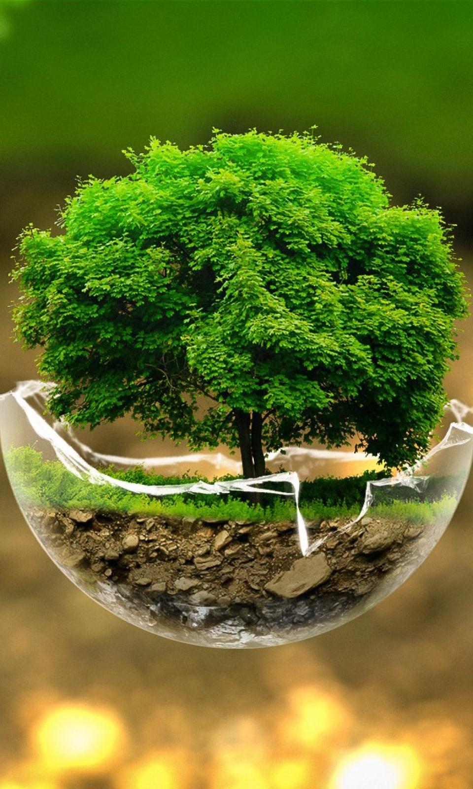 Free download Green Nature Beautiful Tree Mobile Wallpaper