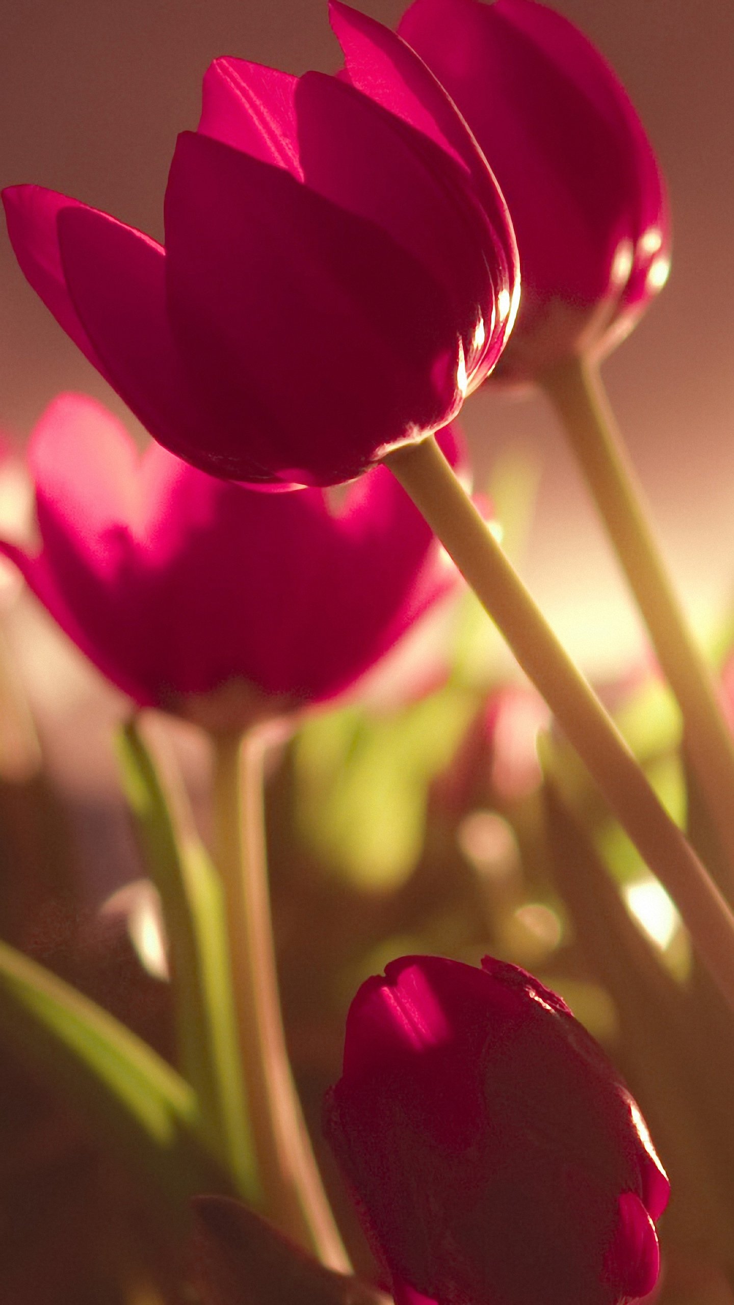 Hd Beautiful Tulips Samsung Galaxy Note 4 Wallpaper