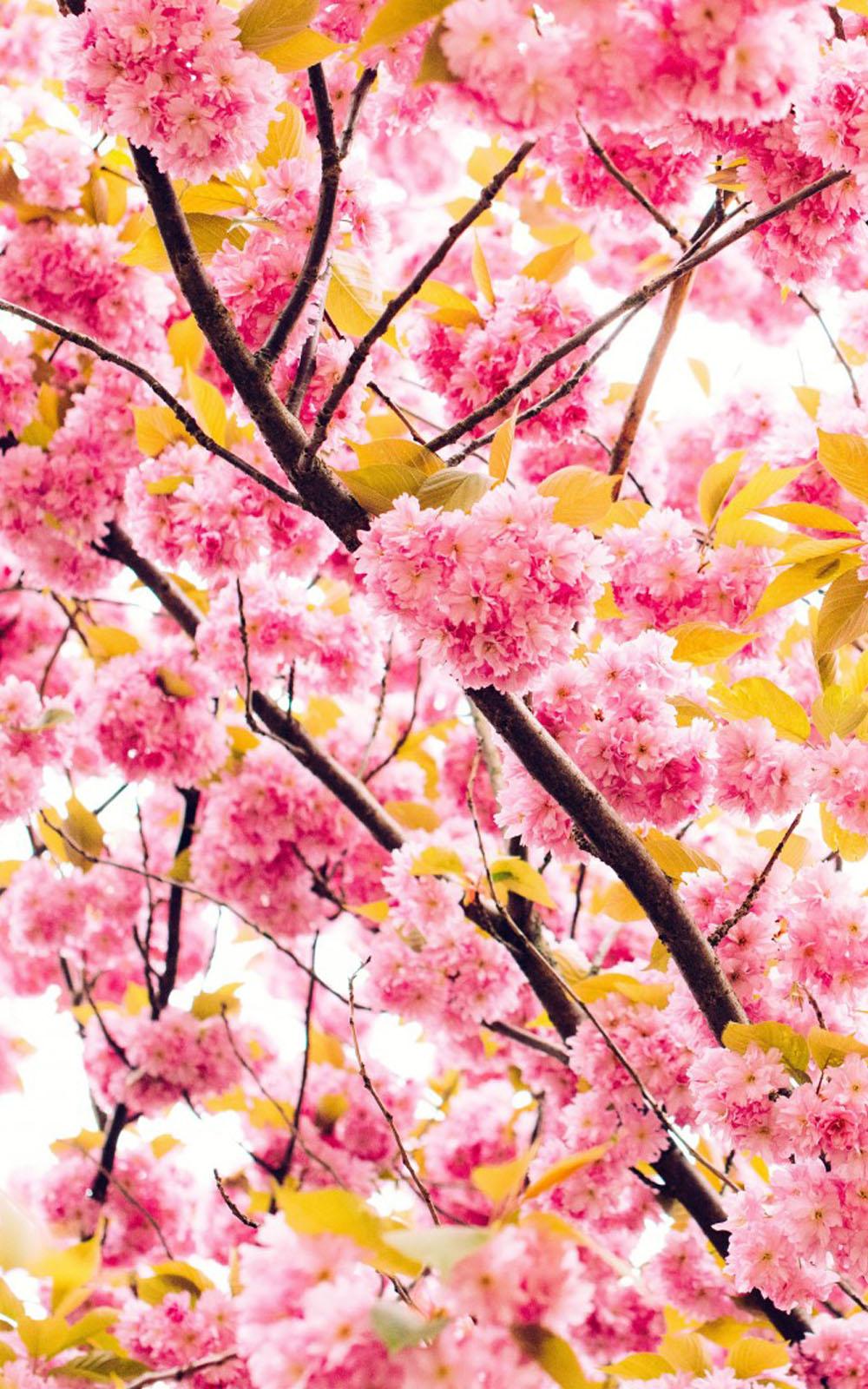 Beautiful Cherry Flowers Free HD Mobile Wallpaper