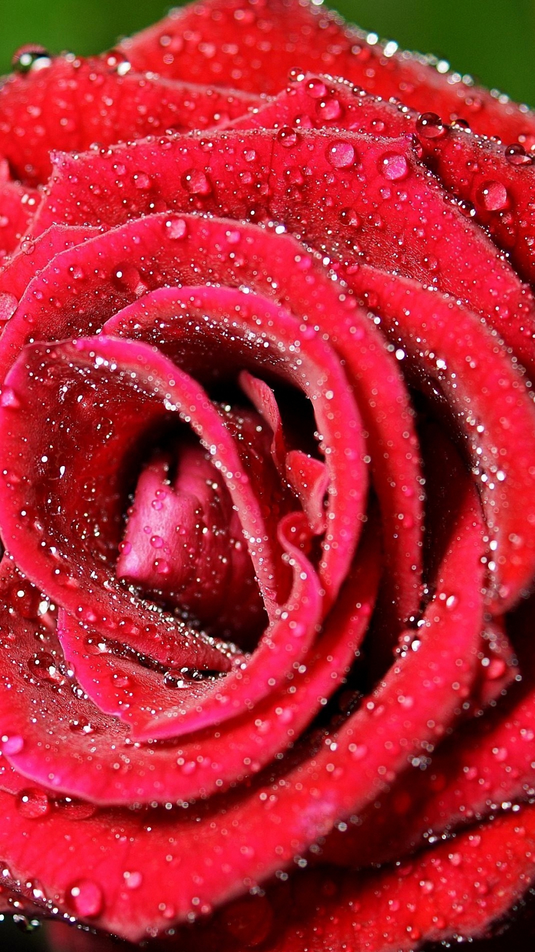 Beautiful Red Rose Drops iPhone 6s Wallpaper HD