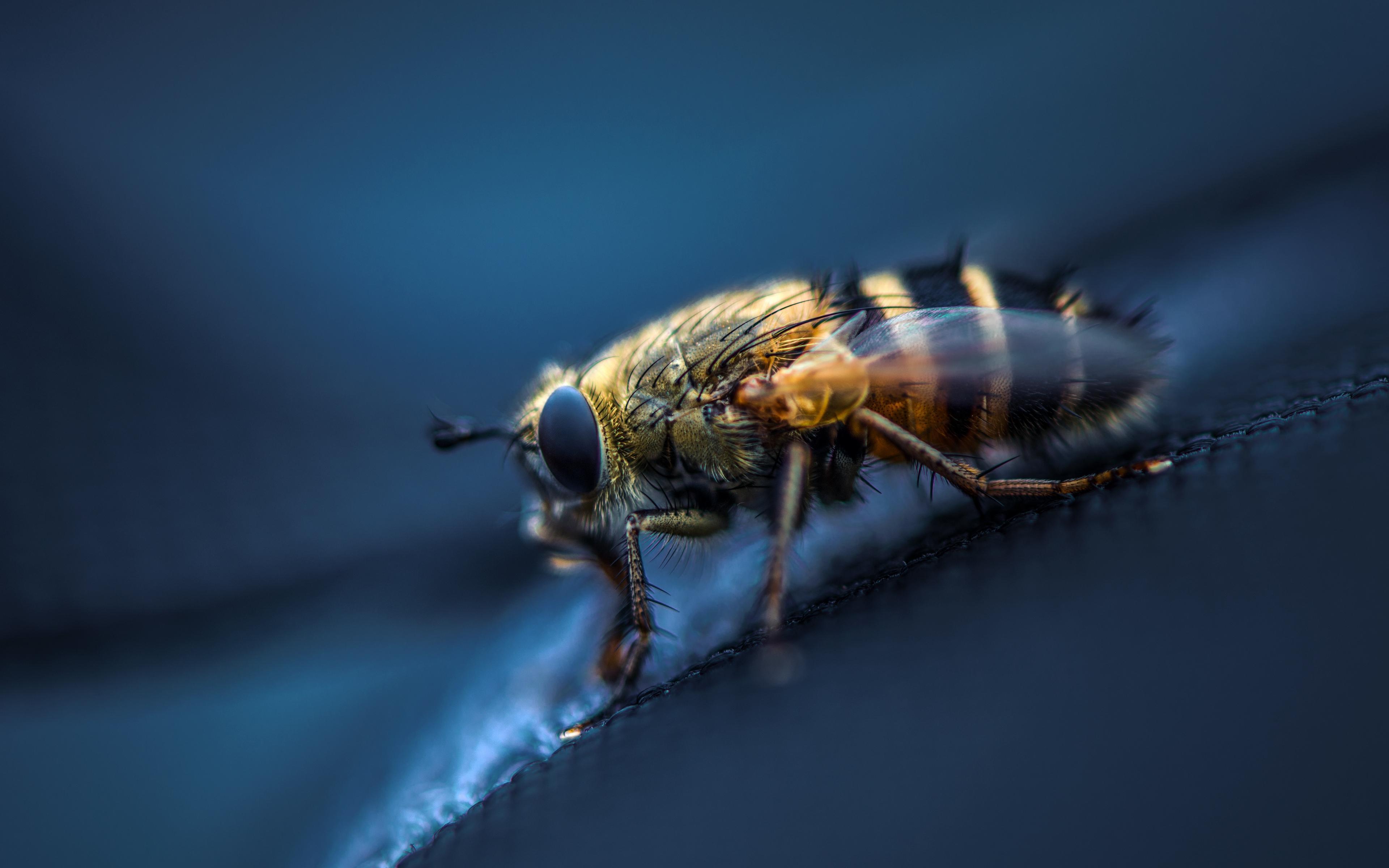 Download wallpaper 3840x2400 fly, insect, macro, eyes, wings