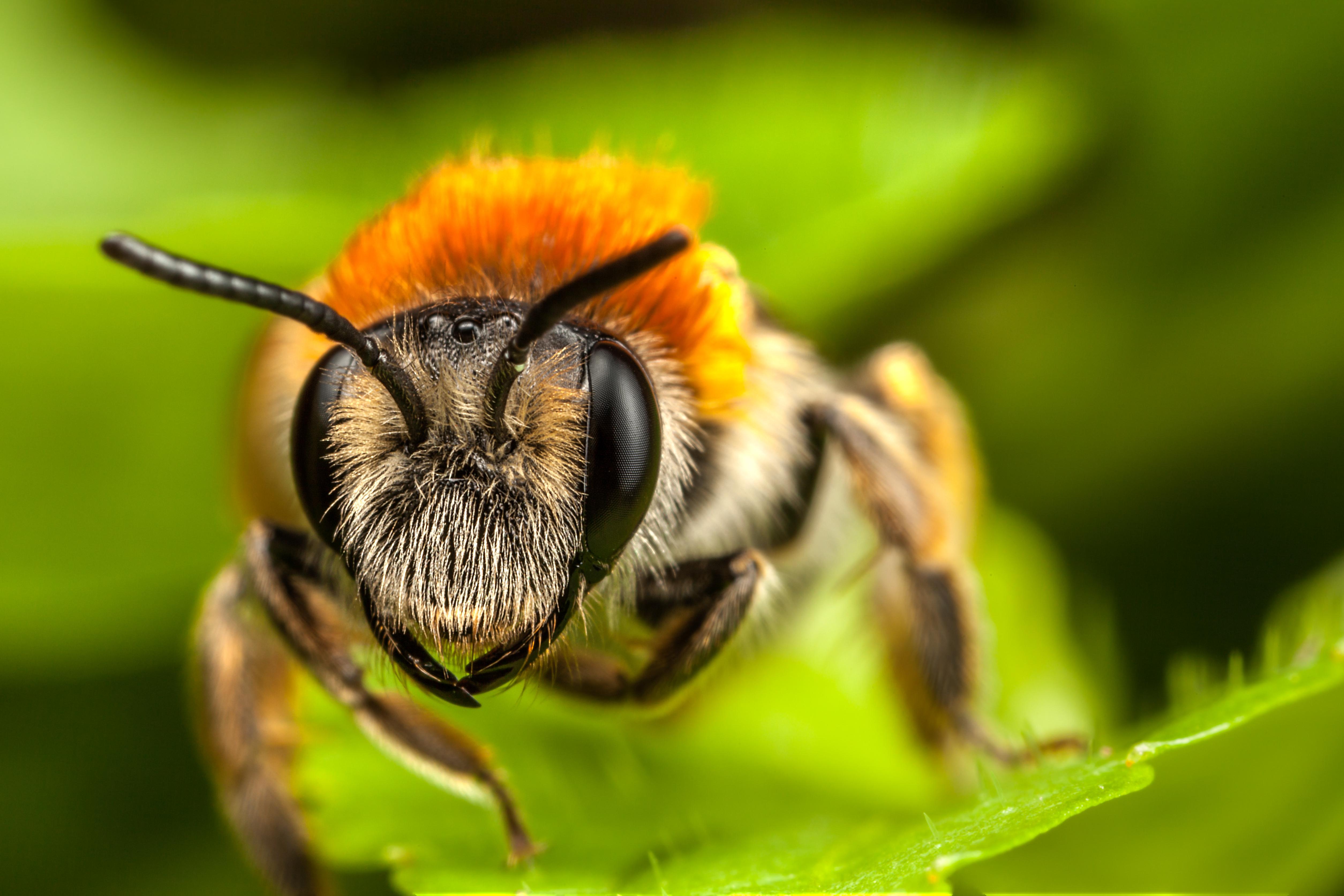 Desktop Wallpaper Bees Insects Macro animal Closeup 5019x3346