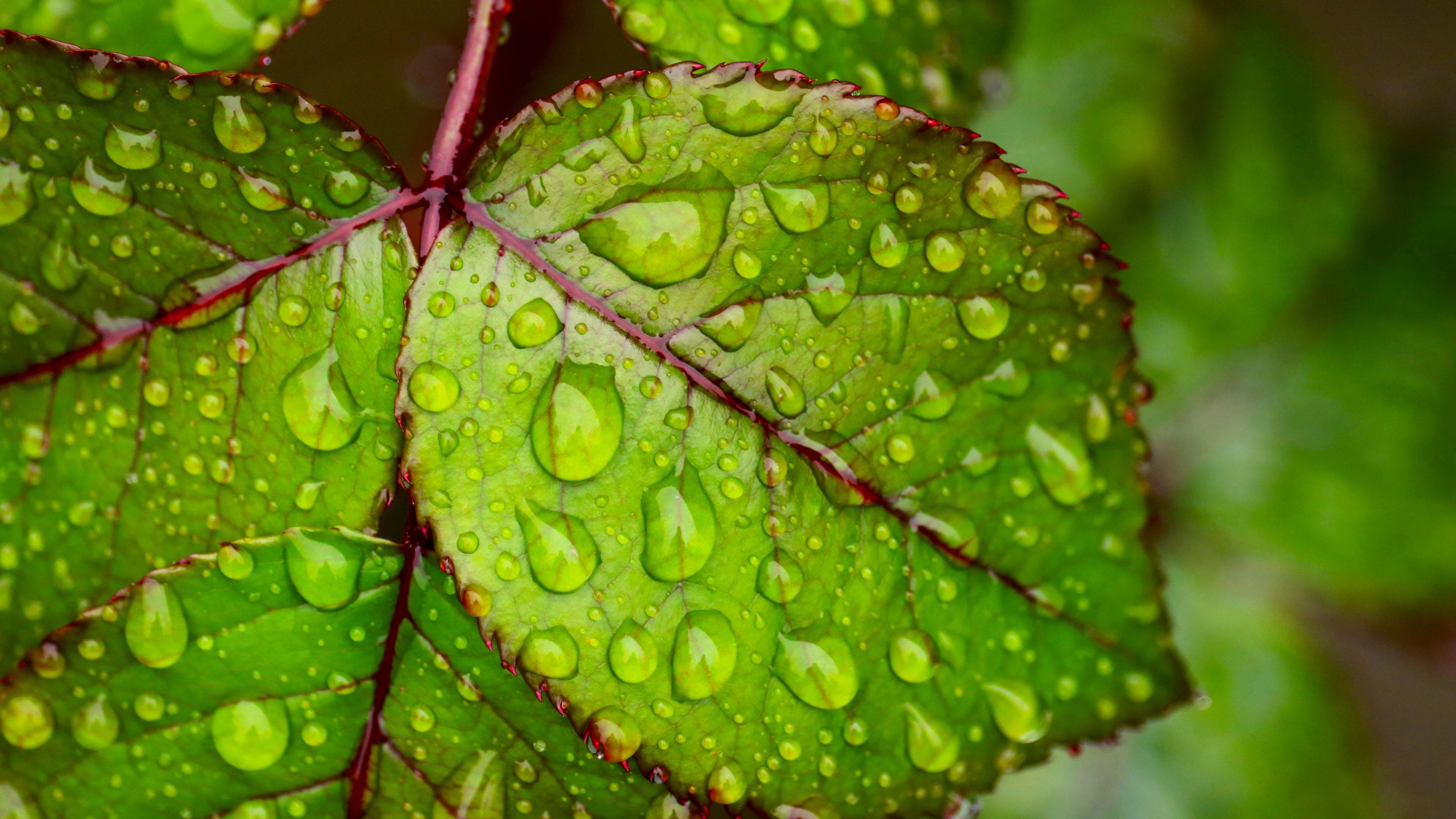 Water droplets on green leaf 4K Ultra HD Wallpaper