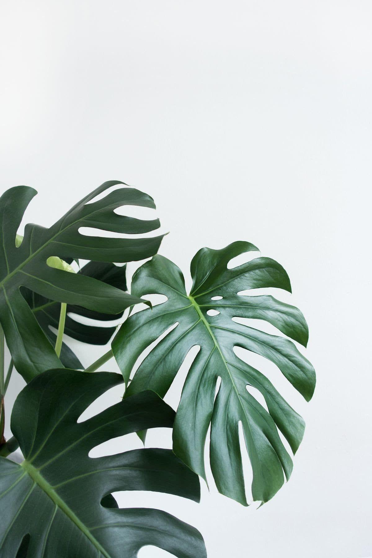 Green. Plant wallpaper, Plant aesthetic