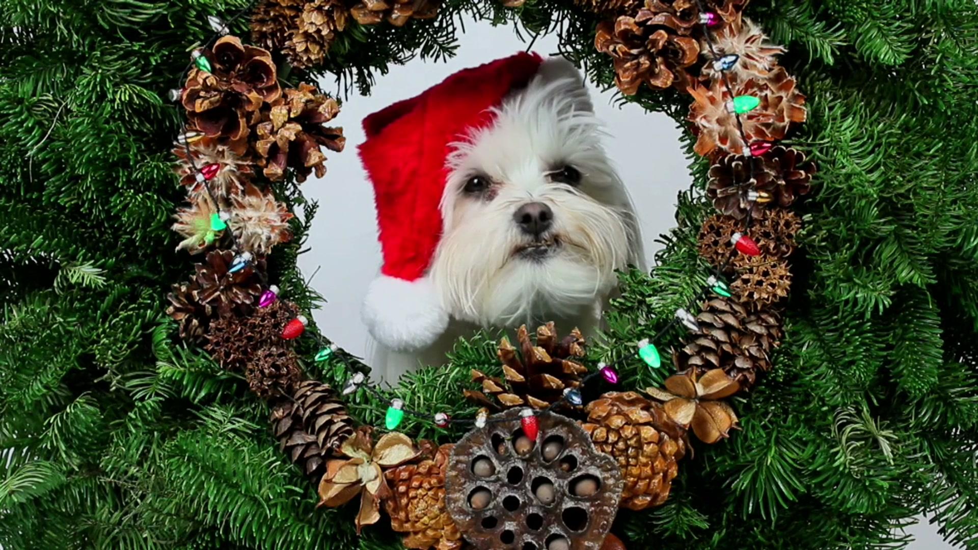 Watch The Dog Who Saved Christmas