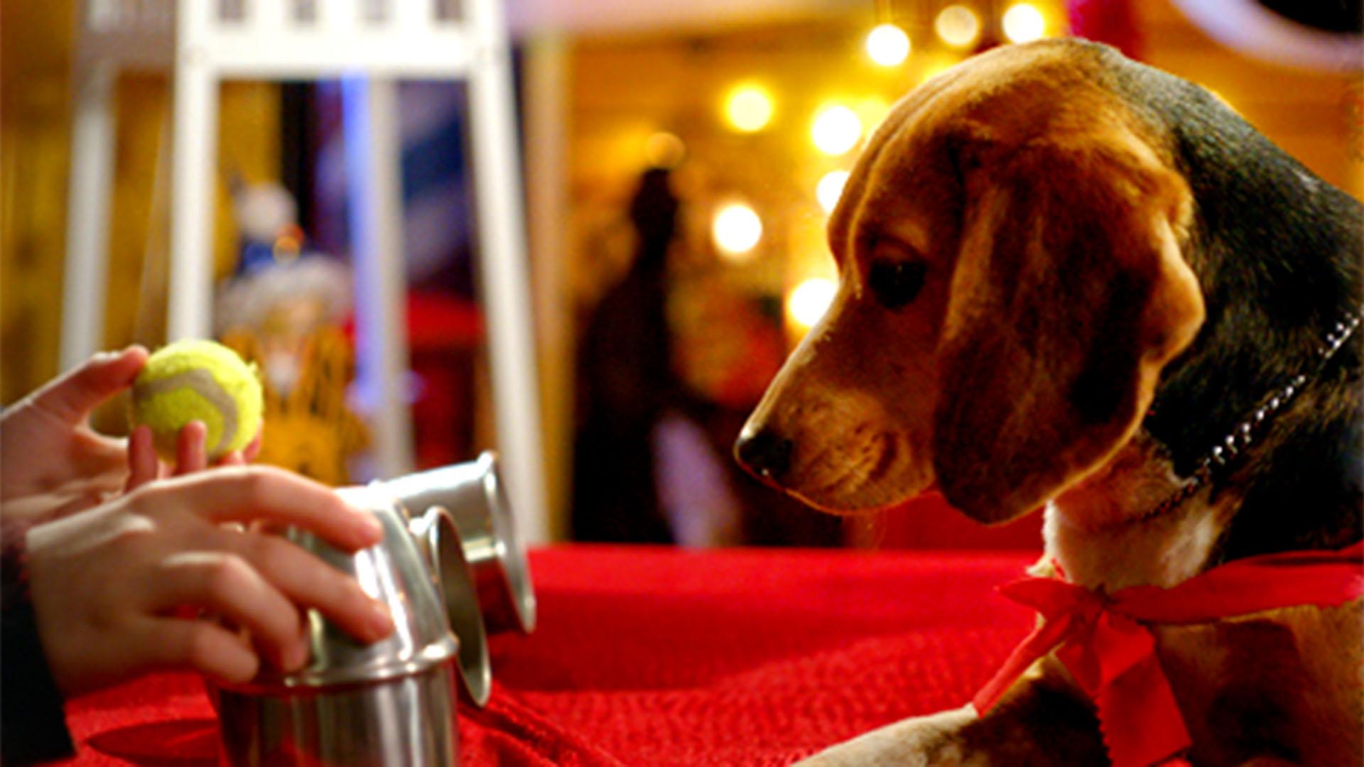 Watch Shelby: The Dog Who Saved Christmas