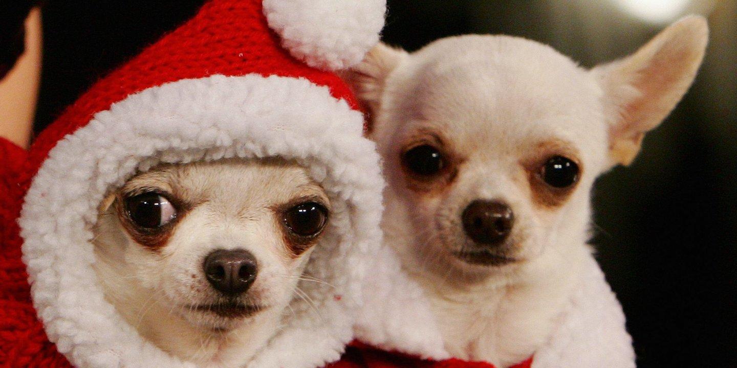 of the Worst Holiday Movies of This or Any Time