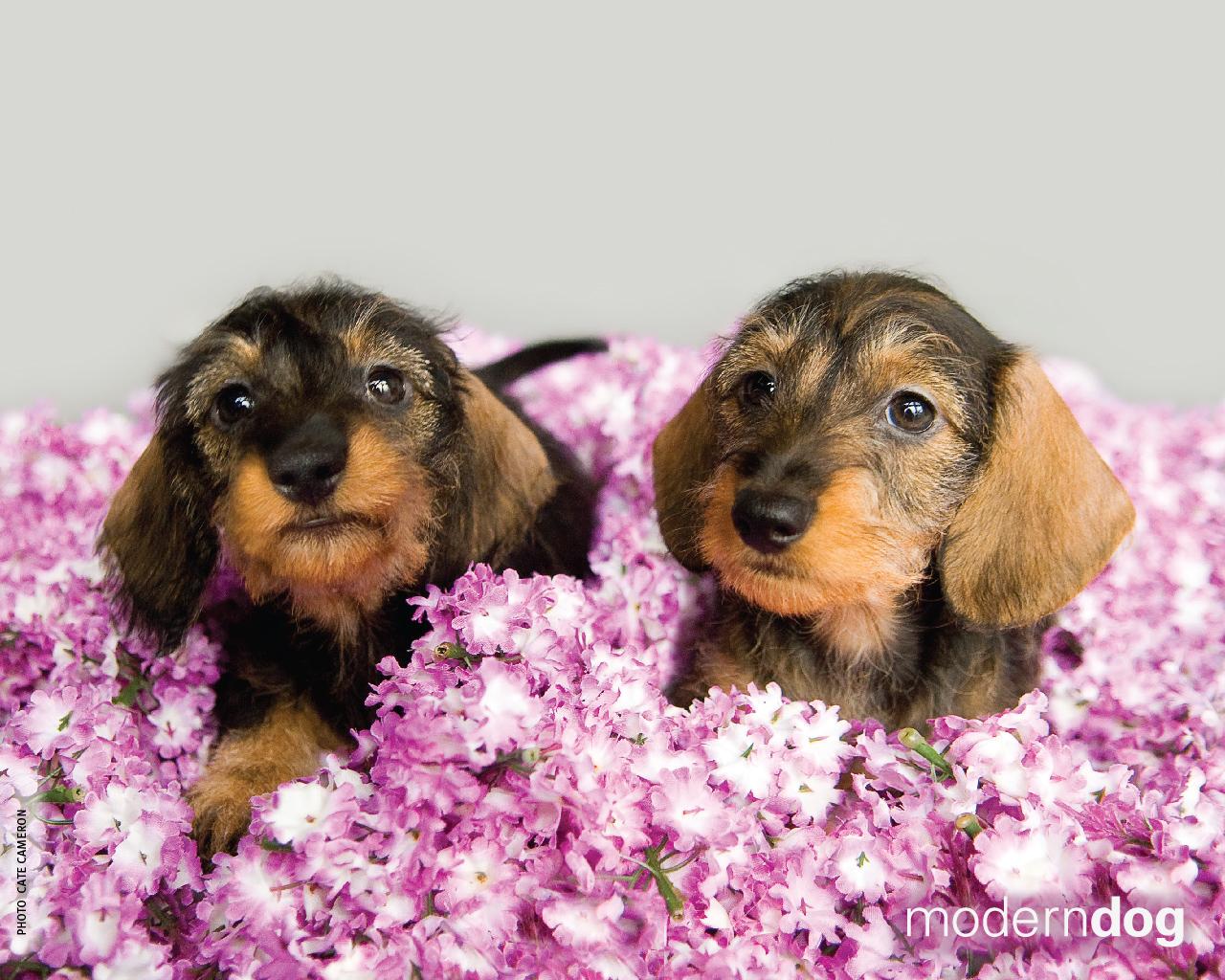 Puppies! Free Modern Dog Wallpaper. Modern Dog magazine