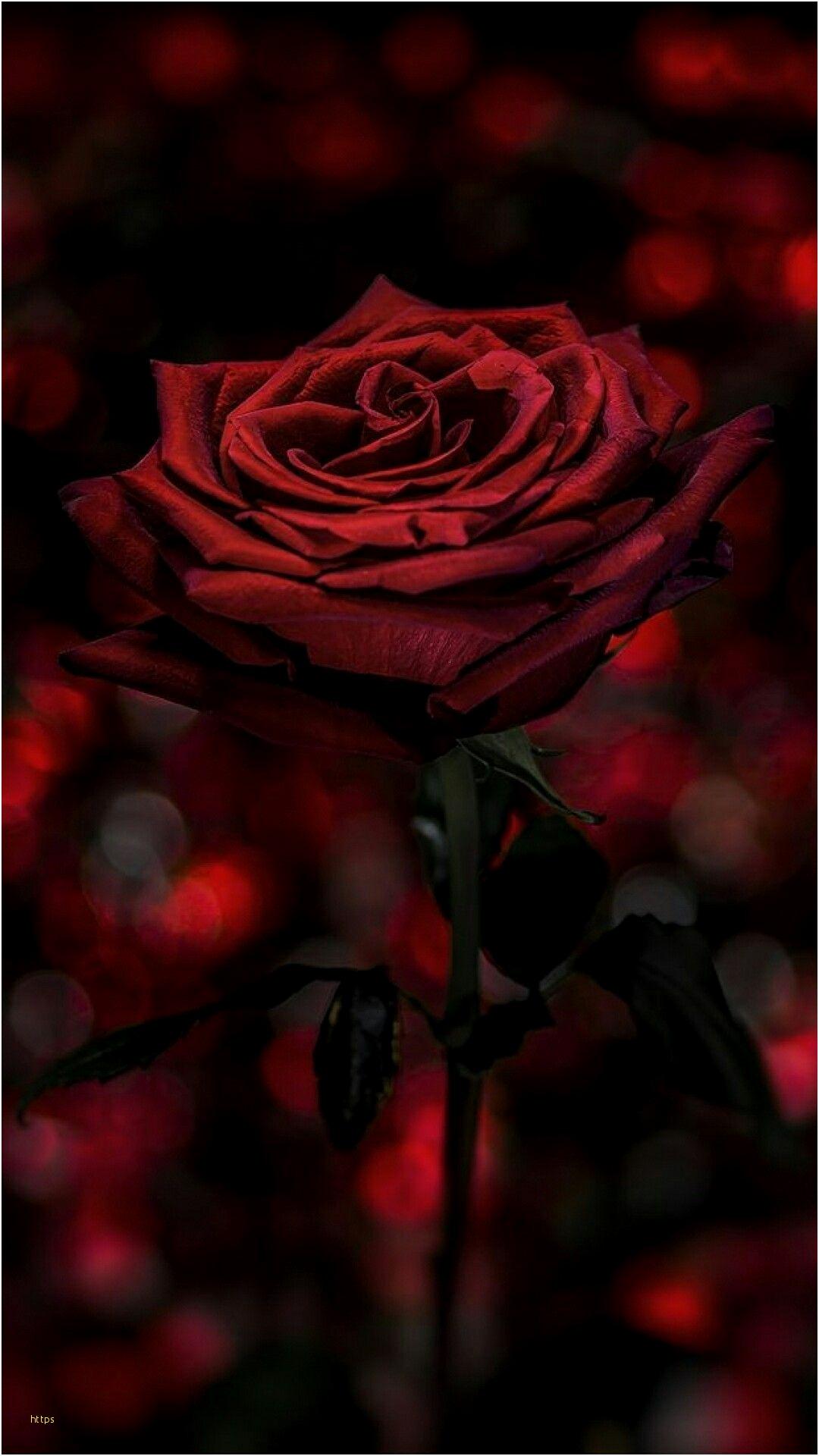 Featured image of post Iphone Dark Red Rose Wallpaper : Check out our red roses wallpaper selection for the very best in unique or custom, handmade pieces from our wall décor shops.