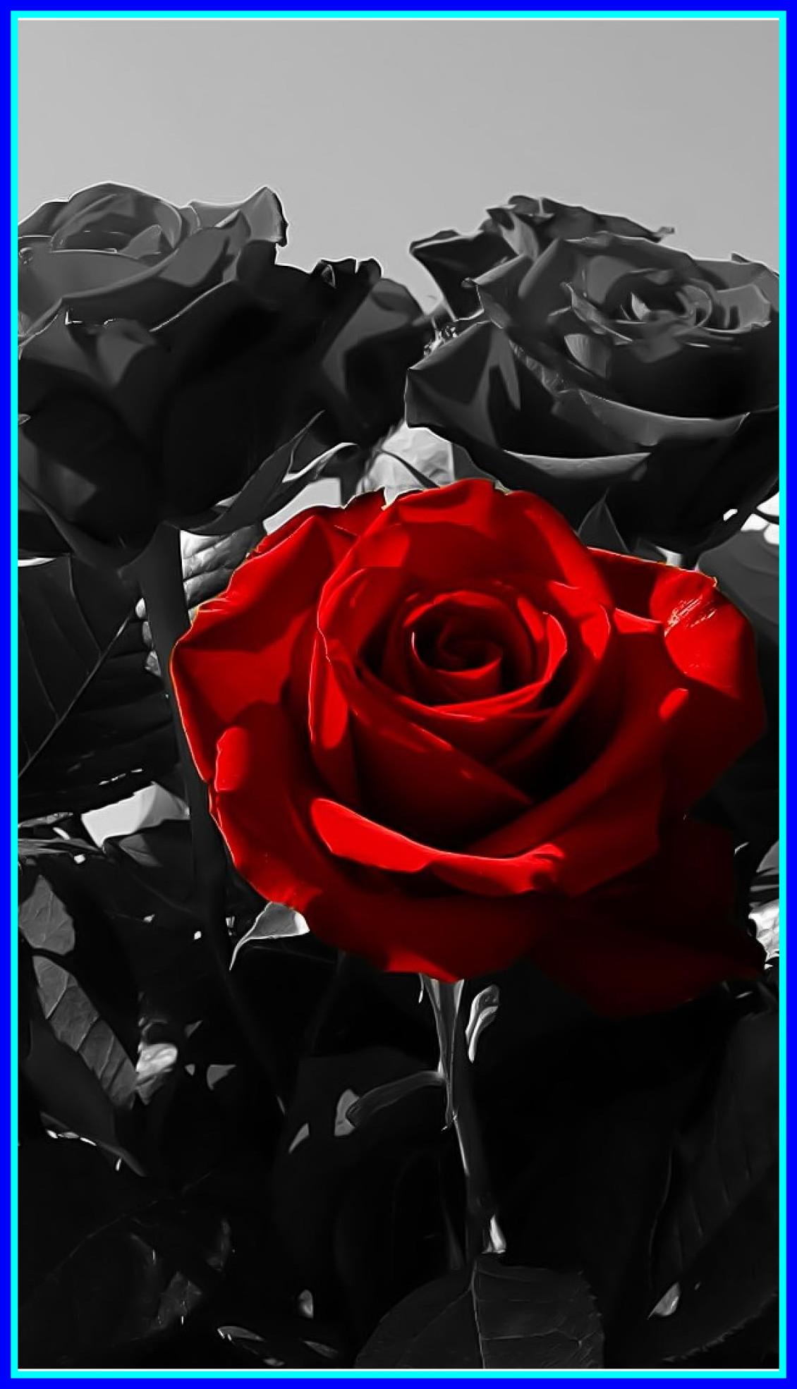Black Rose Black Roses, HD Wallpaper & background