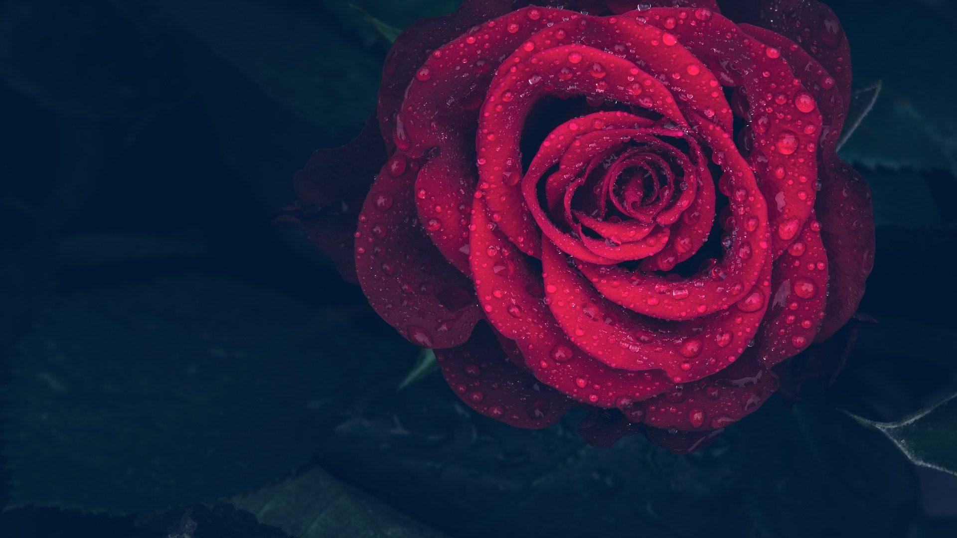 Beautiful Single Red Rose HD Wallpaper With Dark Background
