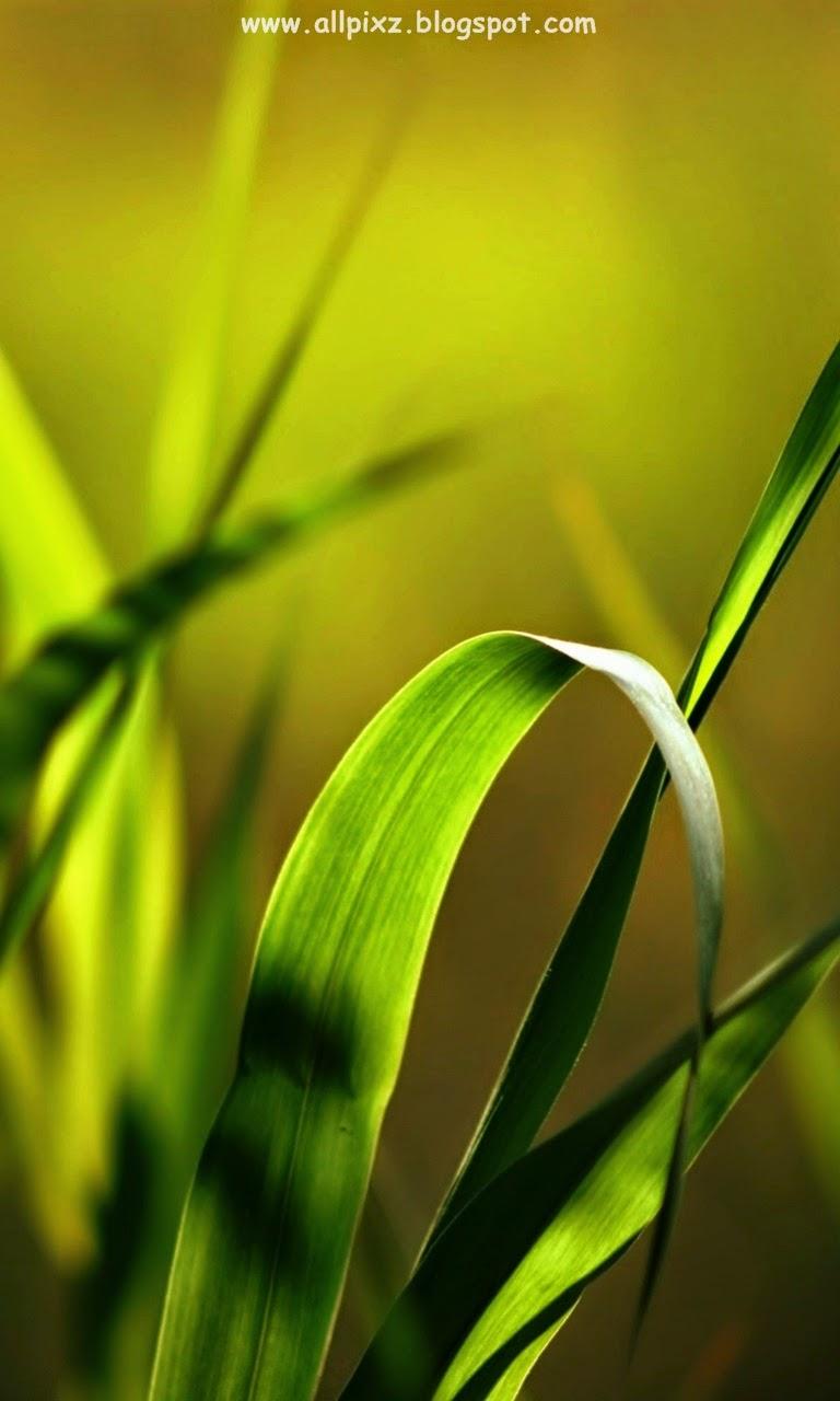 Wallpaper Free Download For Mobile Samsung Grass