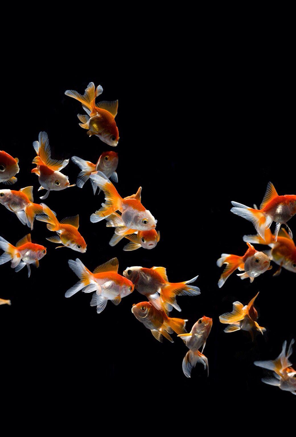 Cool animal background. Fish wallpaper, Goldfish wallpaper