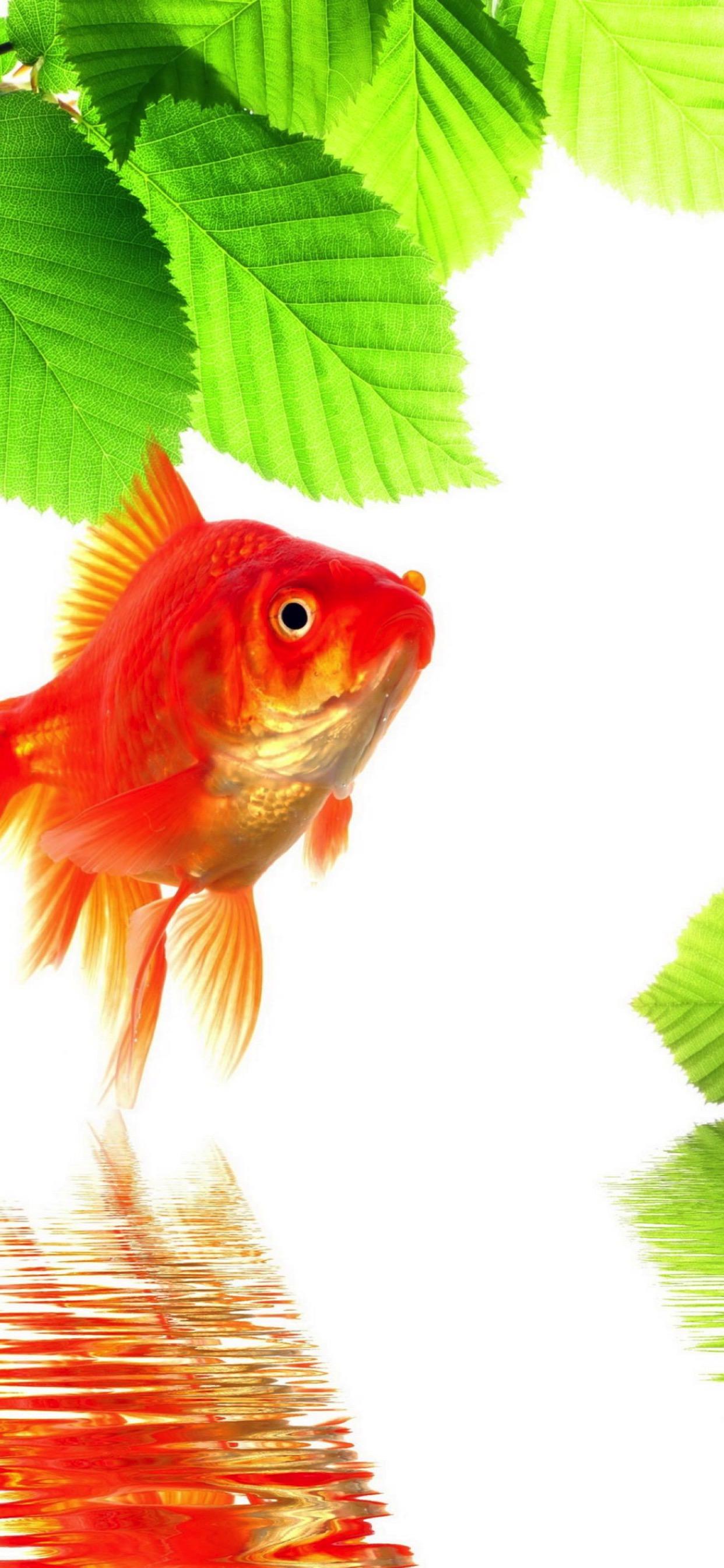 Goldfish green red. wallpaper.sc iPhone XS Max