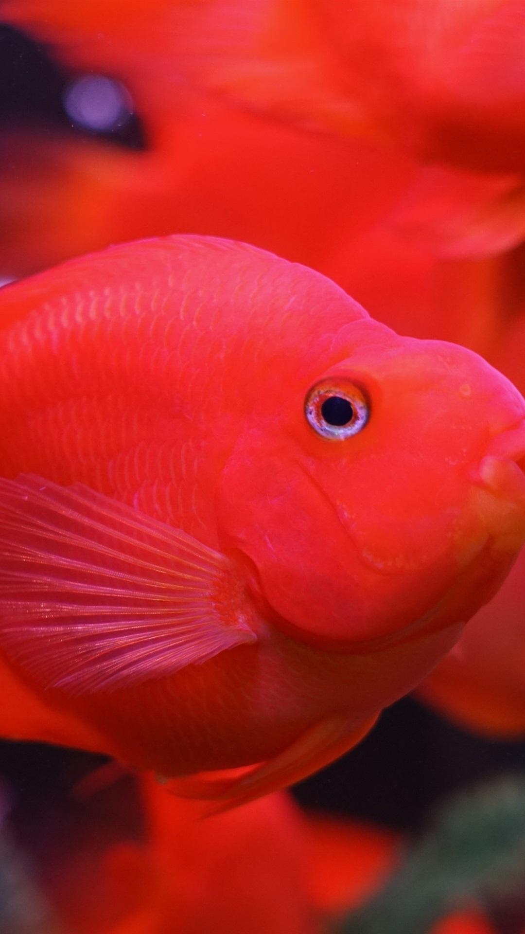 Red Goldfish 1080x1920 IPhone 8 7 6 6S Plus Wallpaper