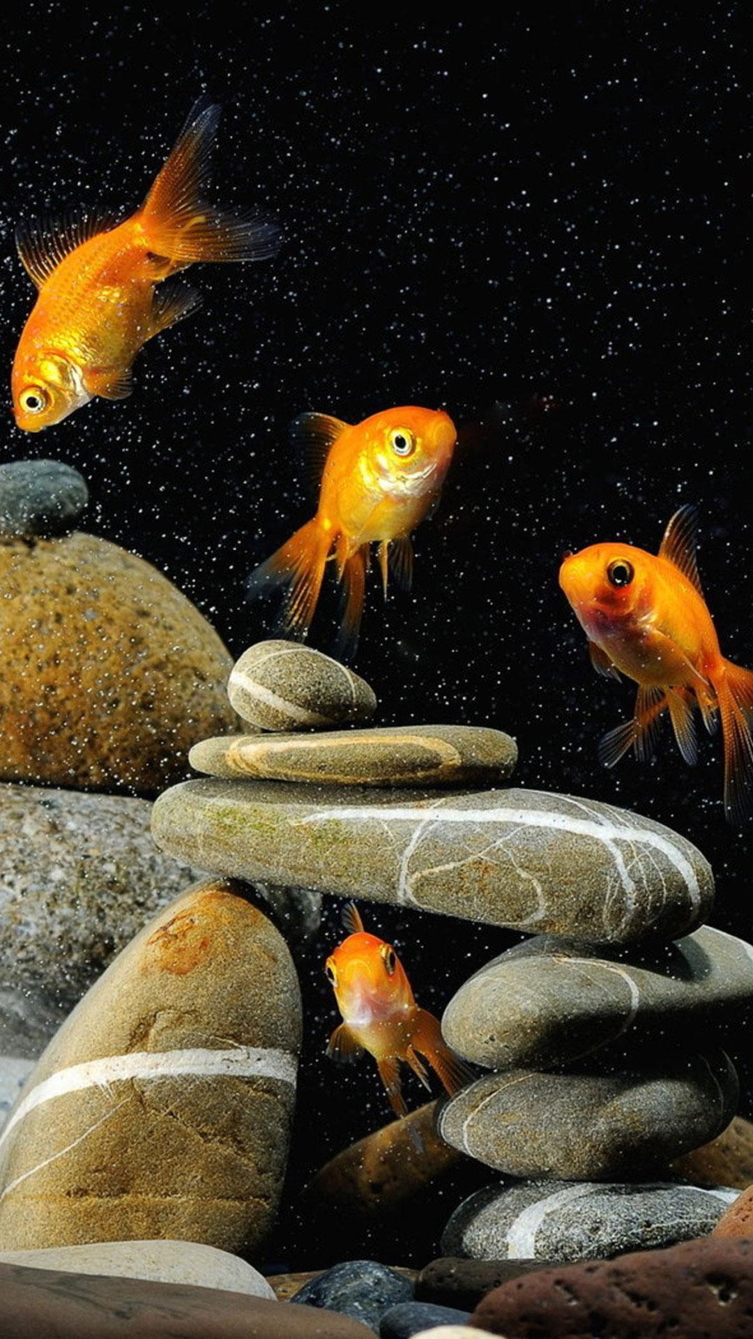Goldfish Live Wallpapers for Android