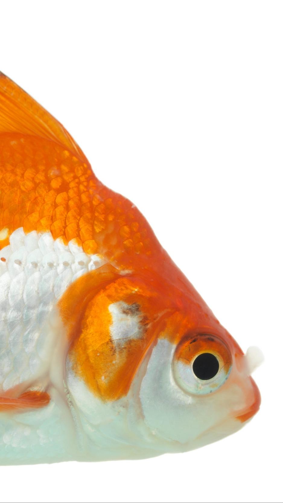 Download wallpapers 938x1668 goldfish, white backgrounds