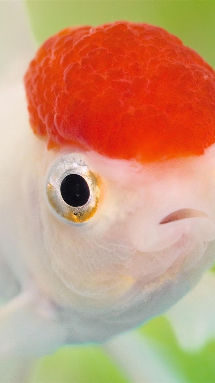 Red Head Goldfish 750x1334 IPhone 8 7 6 6S Wallpaper