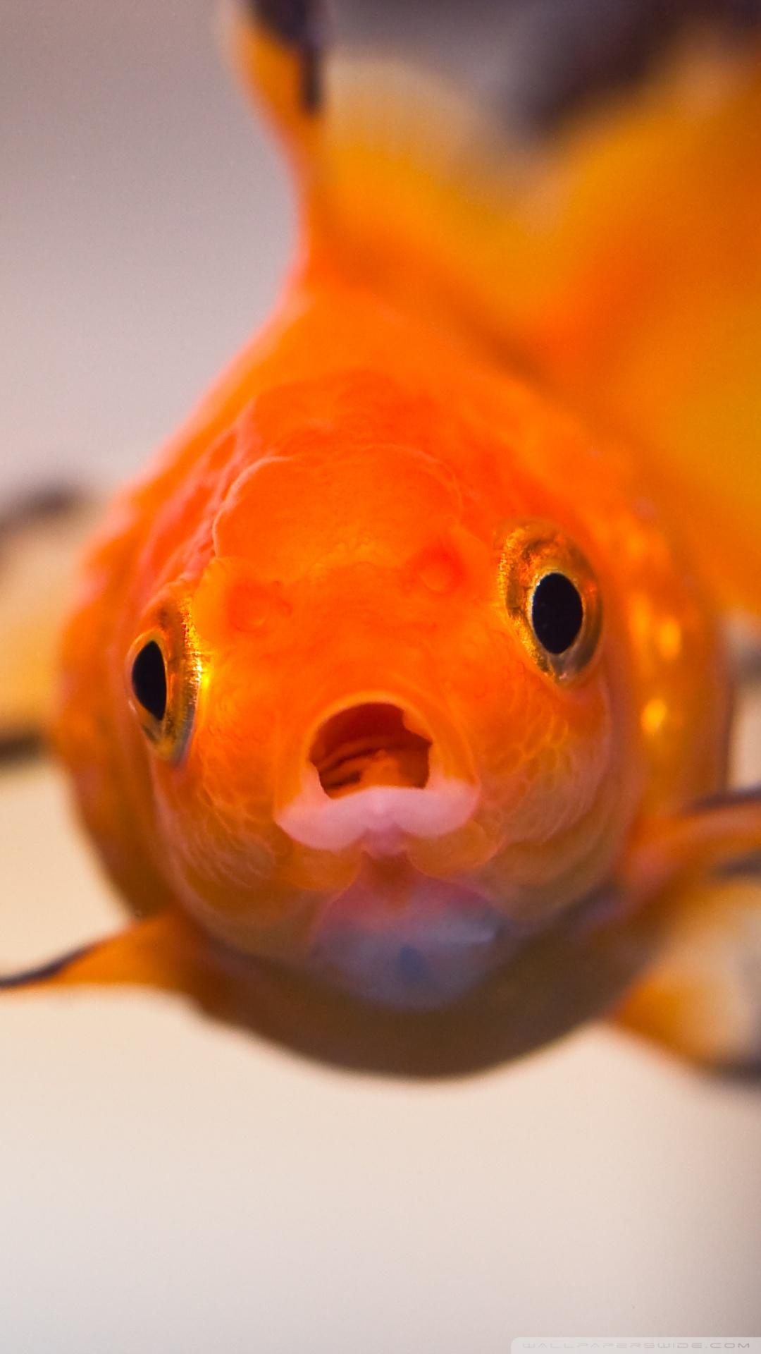 Goldfish Worried Face ❤ 4K HD Desktop Wallpapers for 4K