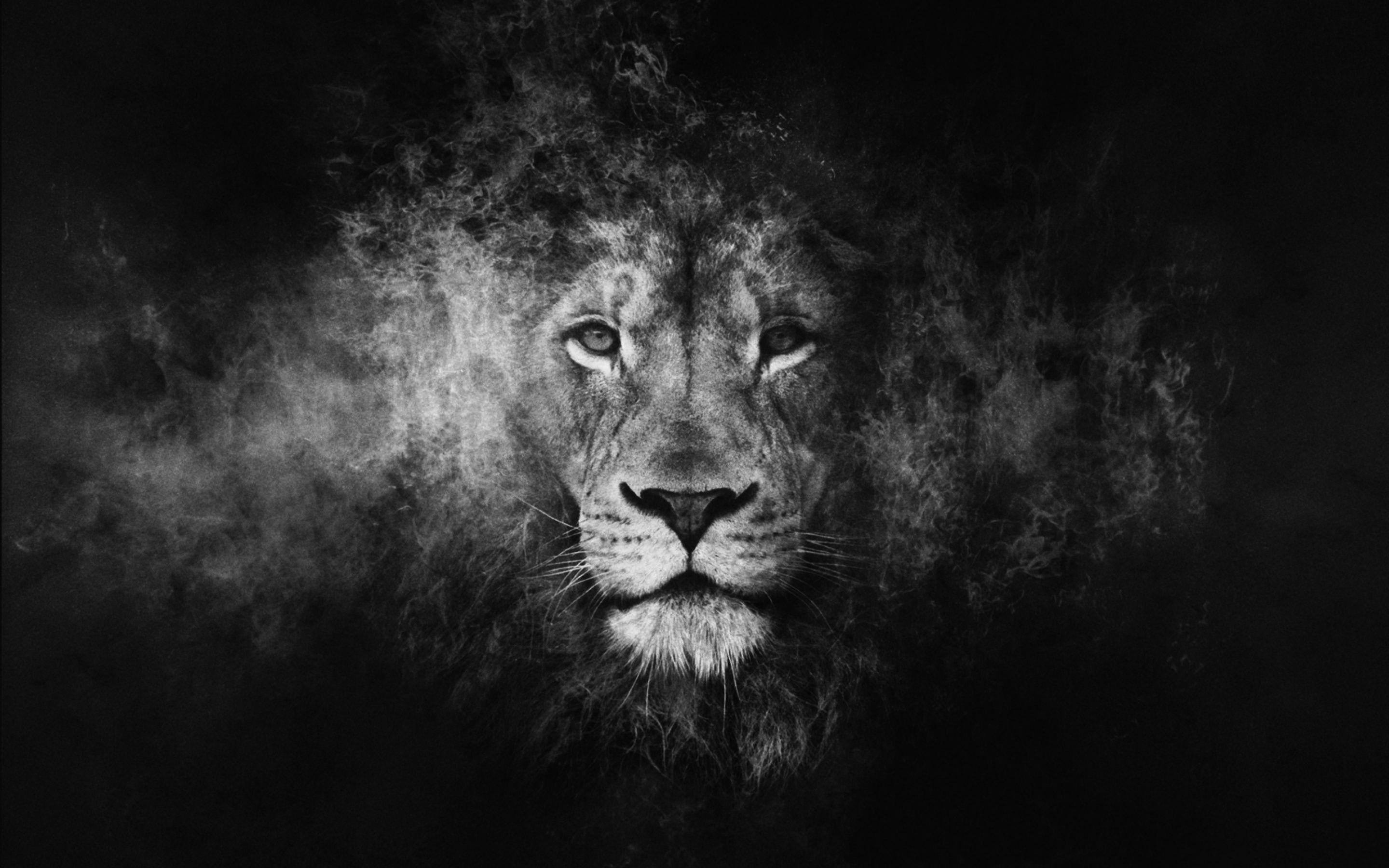 Download wallpaper 1600x1200 digital art white lion black lion standard  43 hd background
