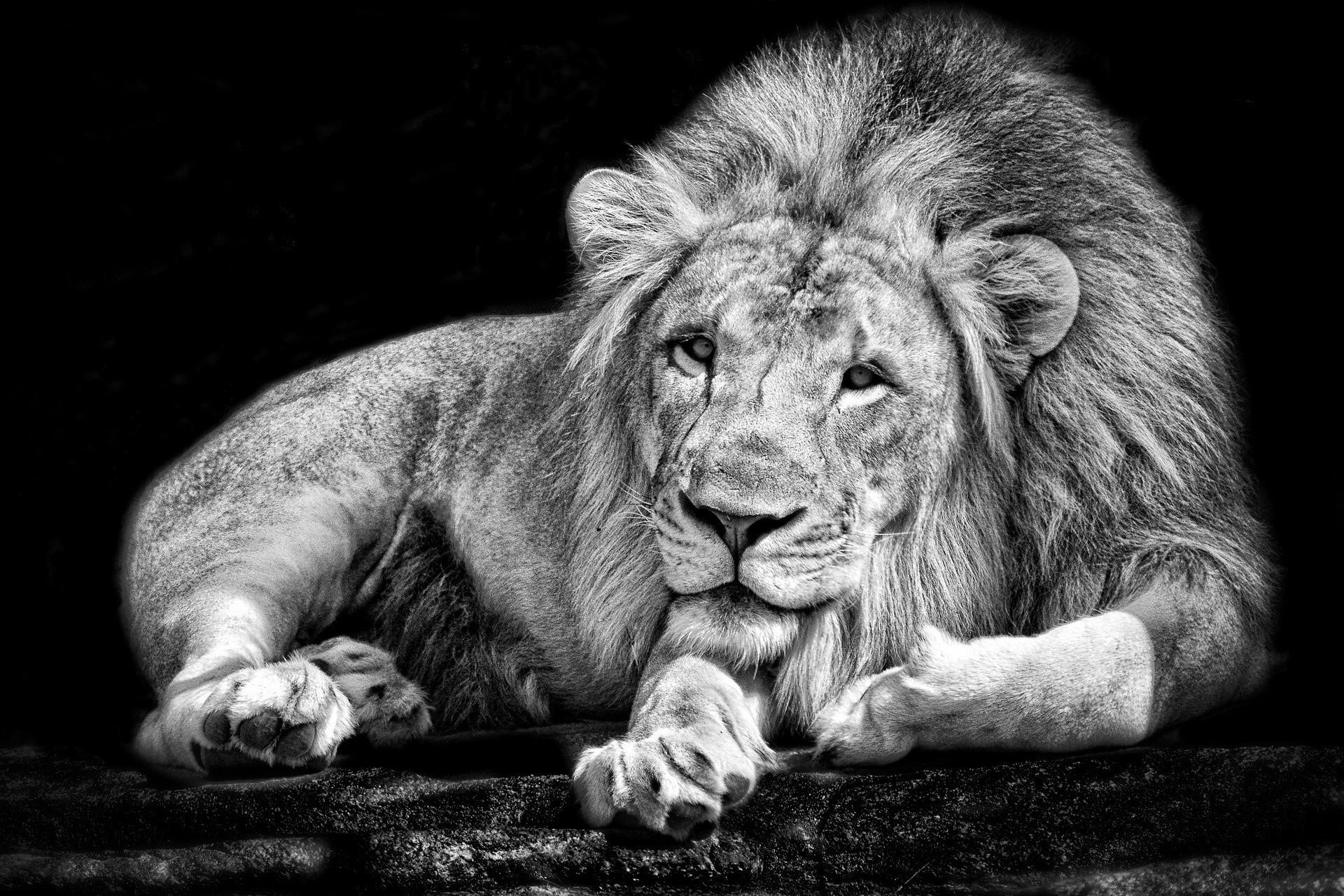 monochrome, Animals, Lion, Black, White Wallpaper HD / Desktop and Mobile Background