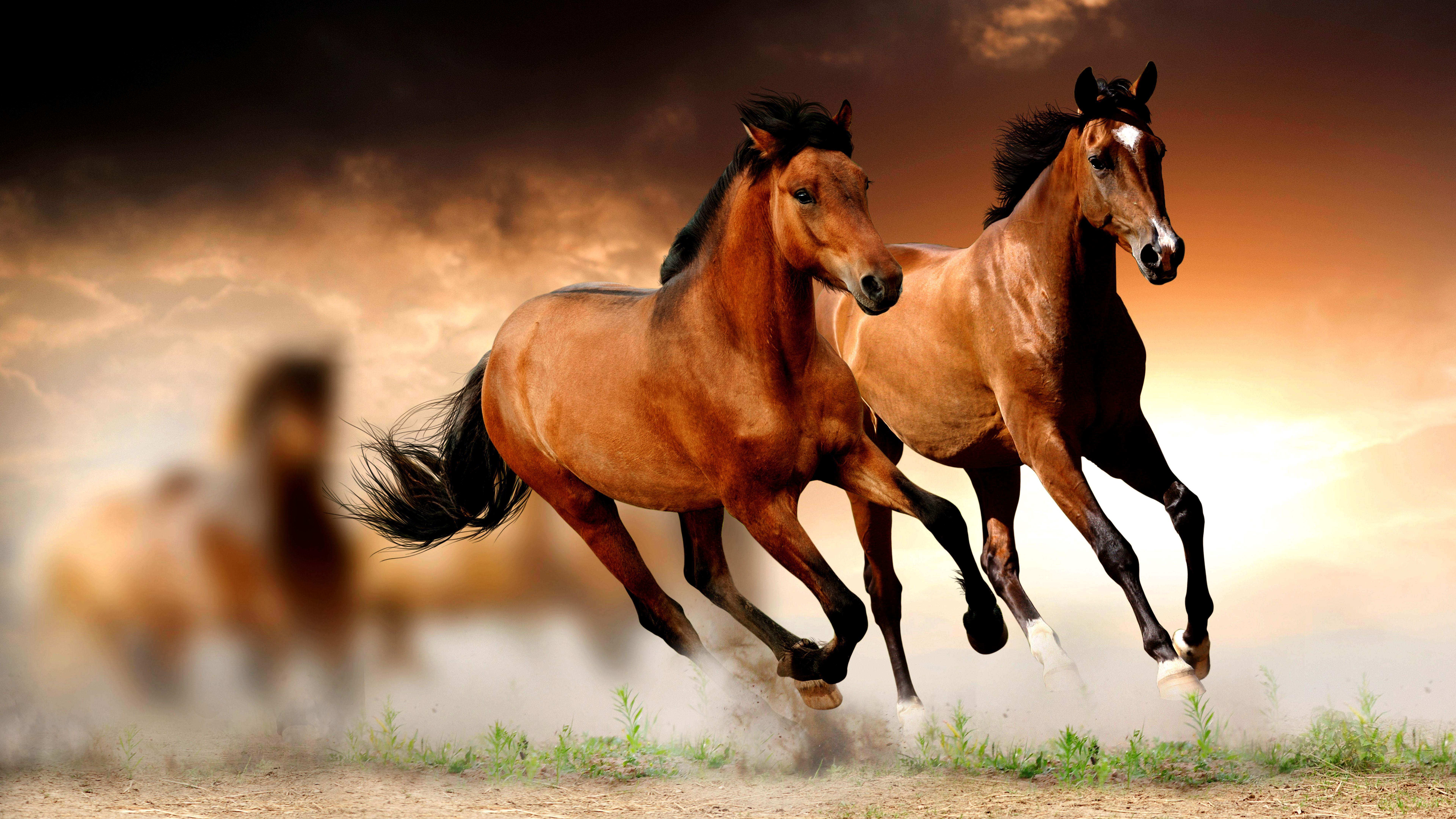 Running Horse HD Wallpaper. Horse wallpaper, Horses
