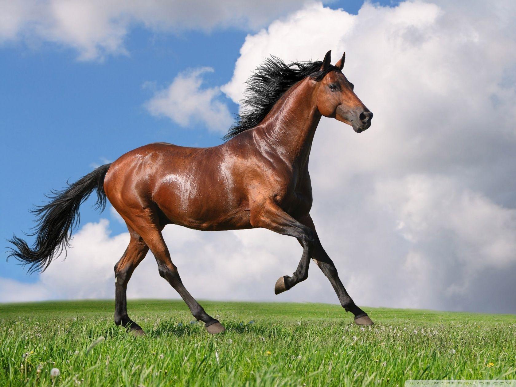 Running Horse HD desktop wallpaper, High Definition