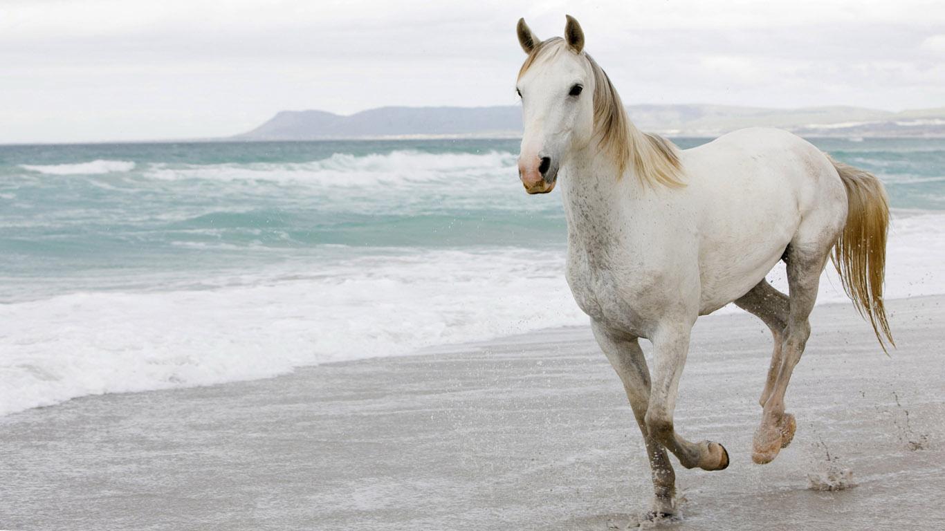 WHITE HORSES WALLPAPERS HD WALLPAPERS