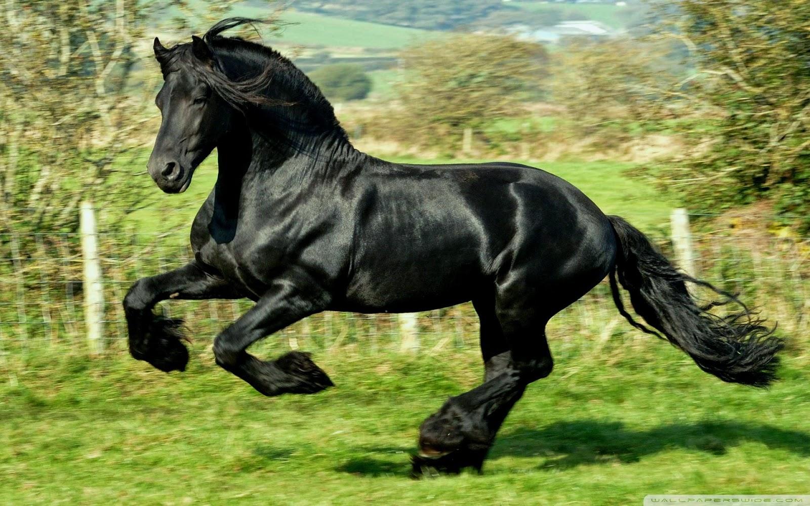 Horse Photo Wallpaper Hd Wallpaper Computer Background