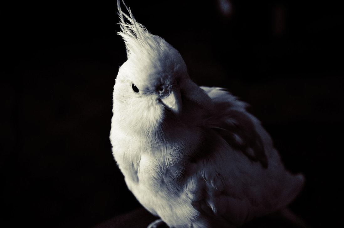 Cockatiel Desktop Wallpapers - Wallpaper Cave
