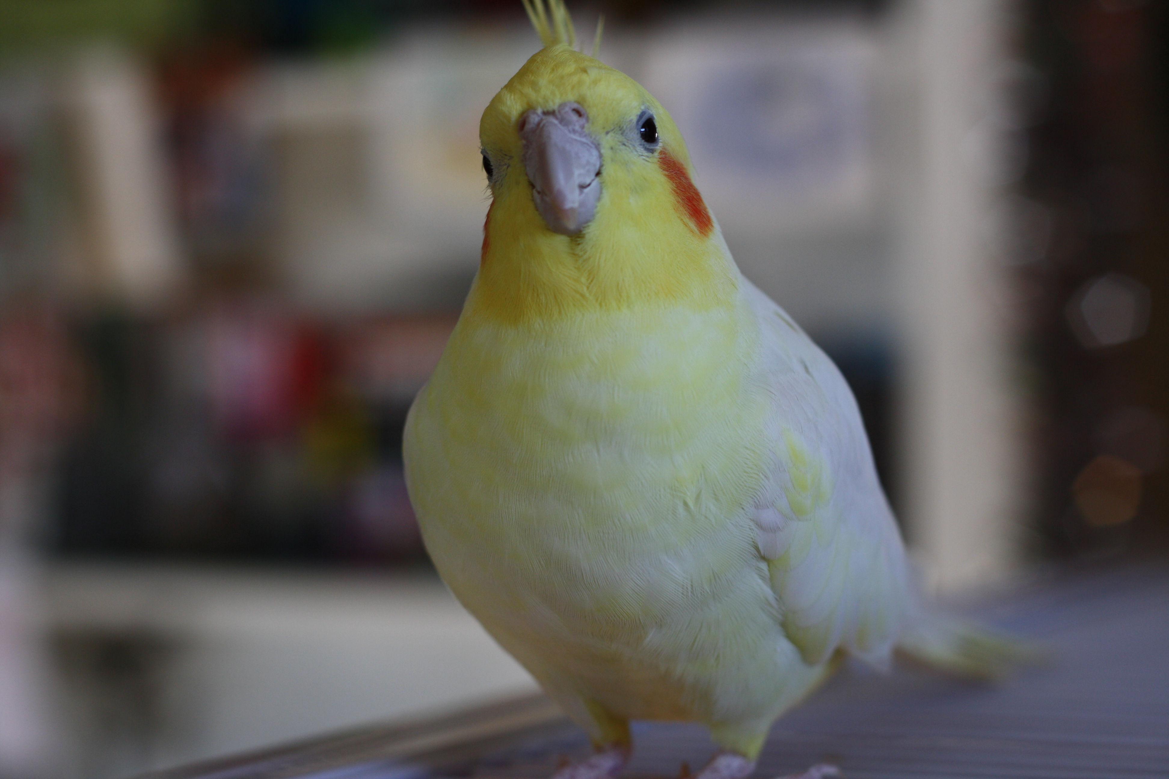 Cockatiel Desktop Wallpapers - Wallpaper Cave