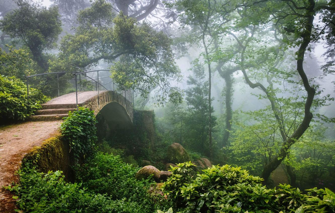 Wallpaper forest, bridge, haze, Portugal, Sintra image