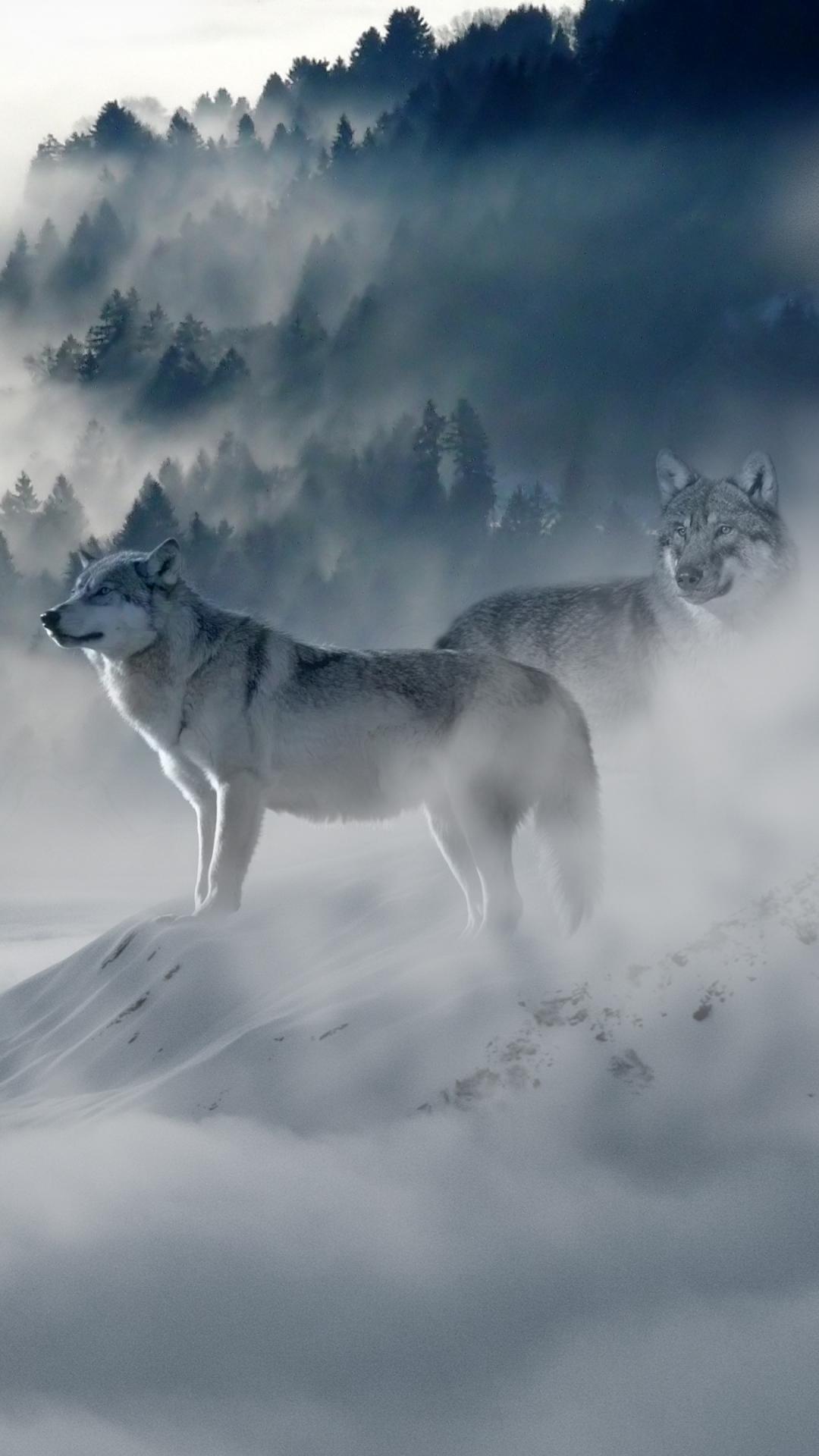 Wolf wolves predators iPhone 8 Wallpaper Free Download