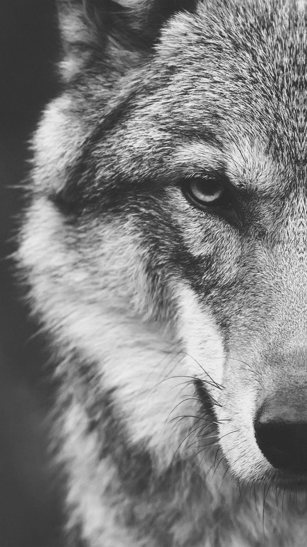 Animal / Wolf (1080x1920) Mobile Wallpaper. iPhone wallpaper wolf