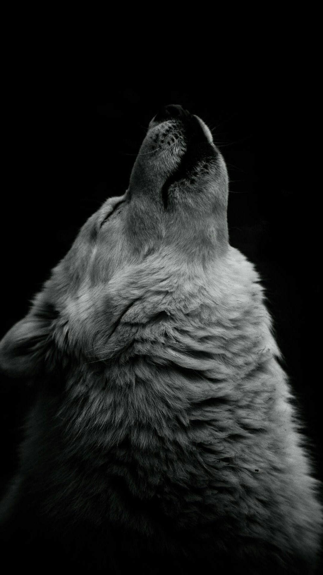 Free download Wolf Wallpaper for iPhone 11 Pro Max X 8 7 6 Free Download  1080x1920 for your Desktop Mobile  Tablet  Explore 34 Cool Wolf  iPhone Wallpapers  Cool Wolf