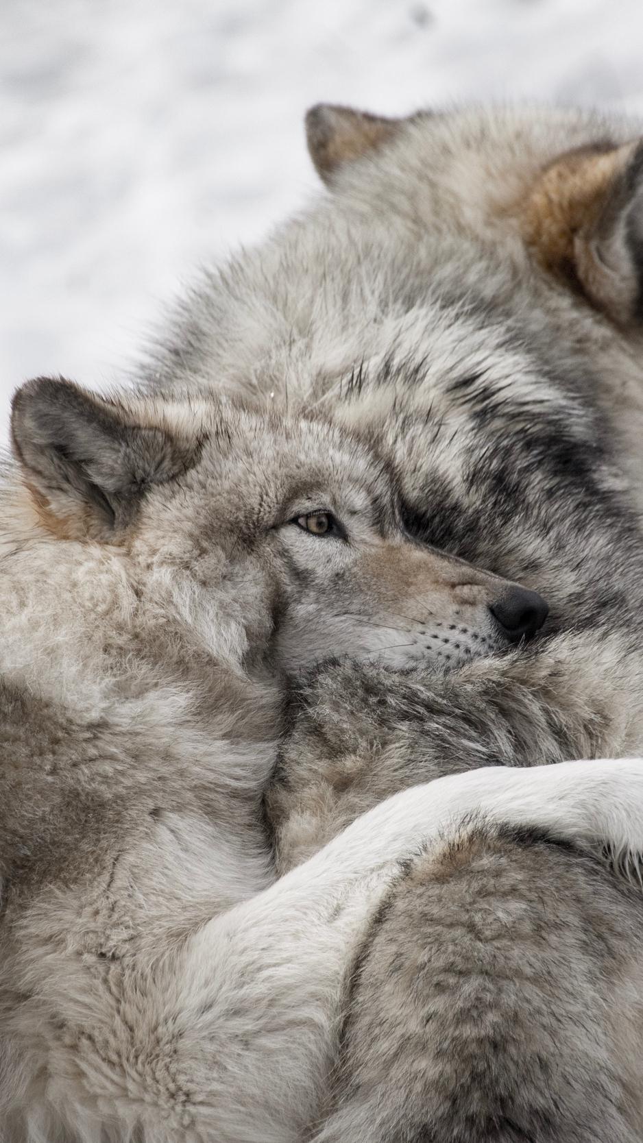 Download wallpaper 938x1668 wolves, couple, care, wildlife