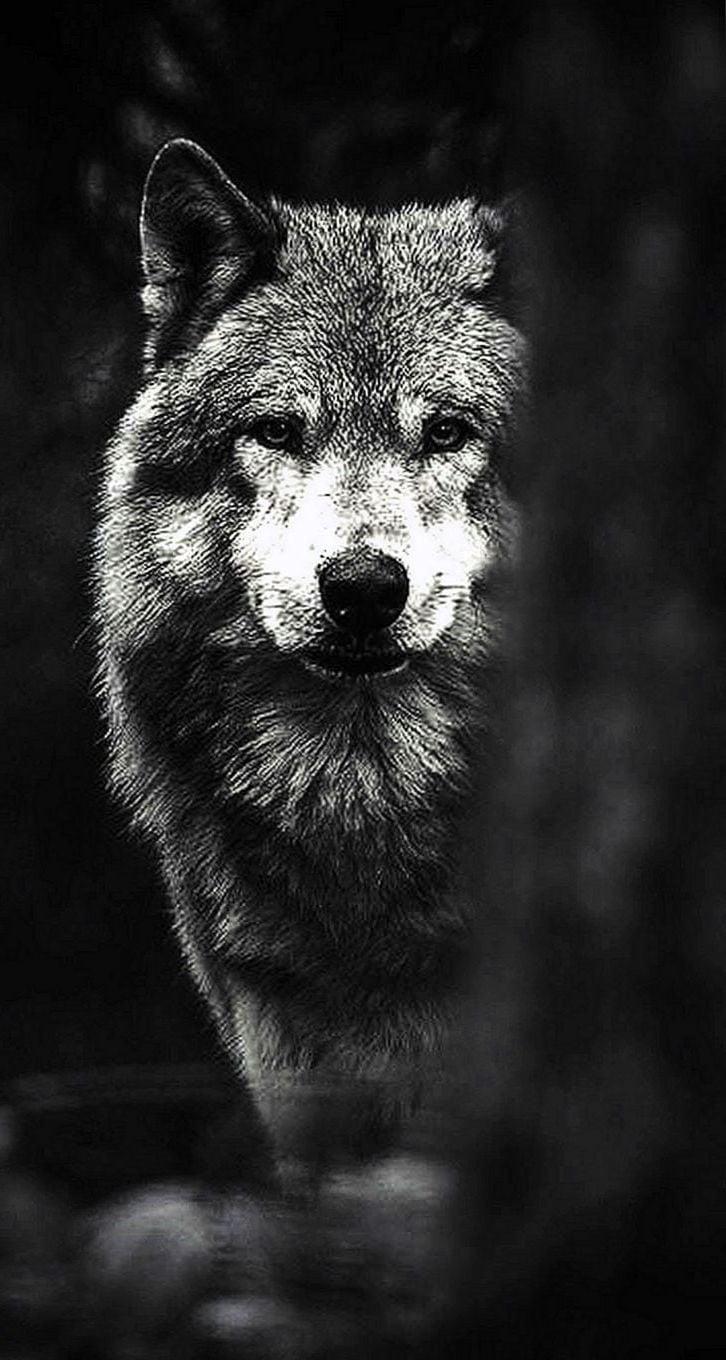 Cool Wolves iPhone Wallpapers  Wallpaper Cave