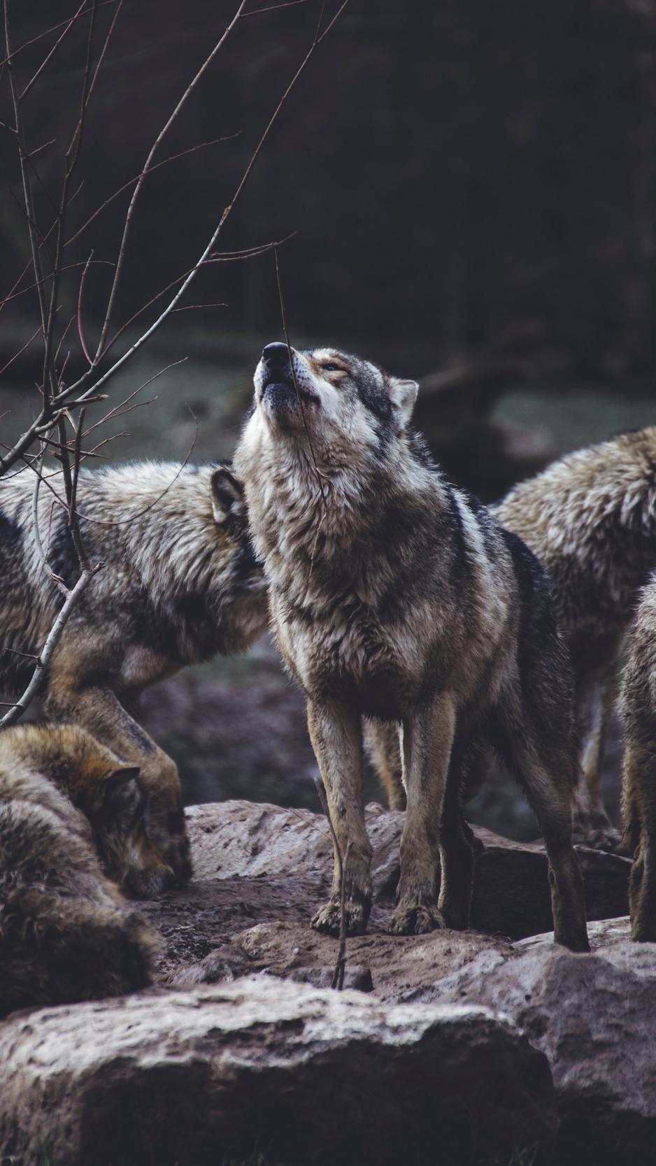 Download wallpaper 938x1668 wolves, predators, flock