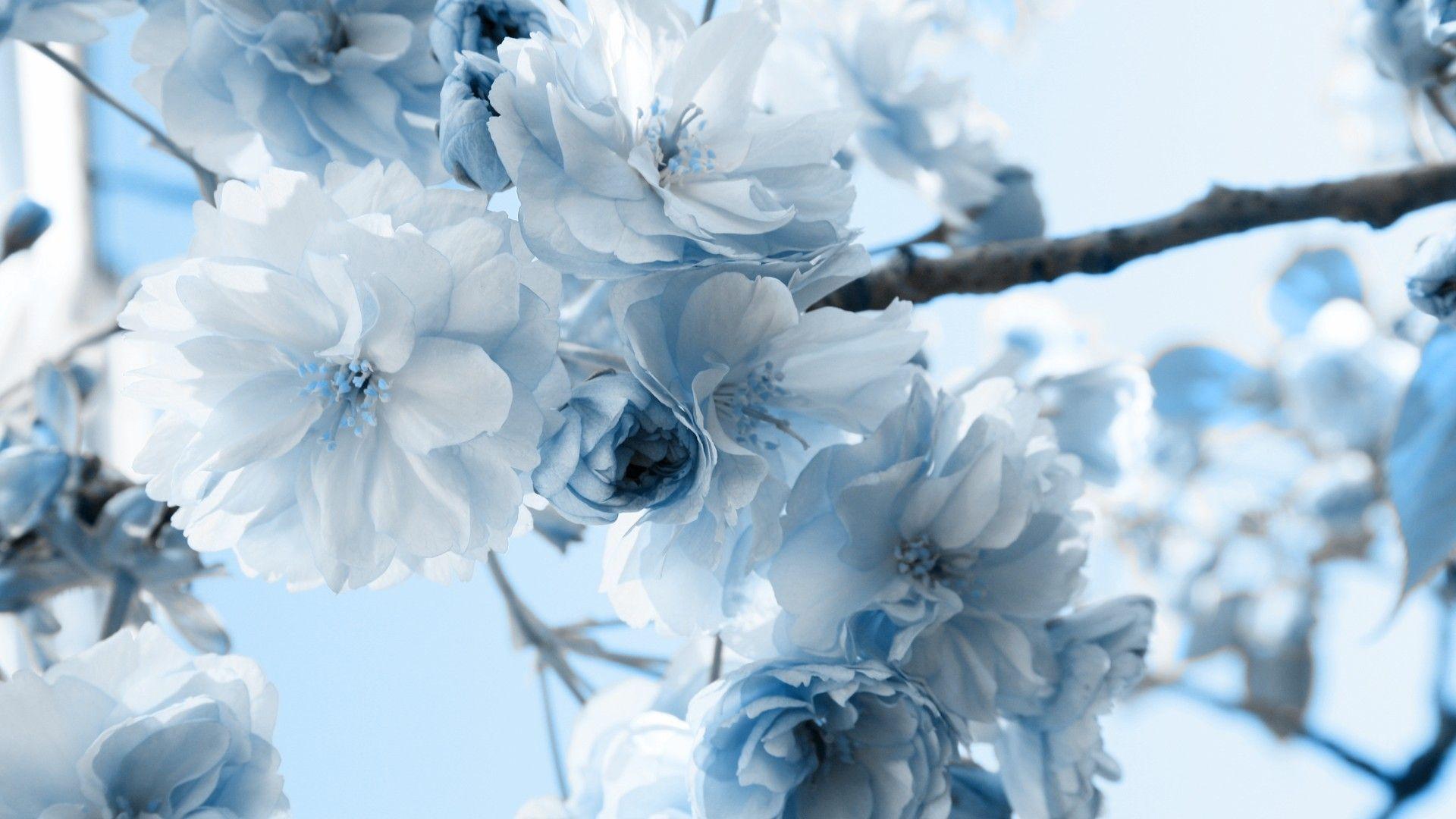 Blue Flowers wallpaper. Beautiful flowers