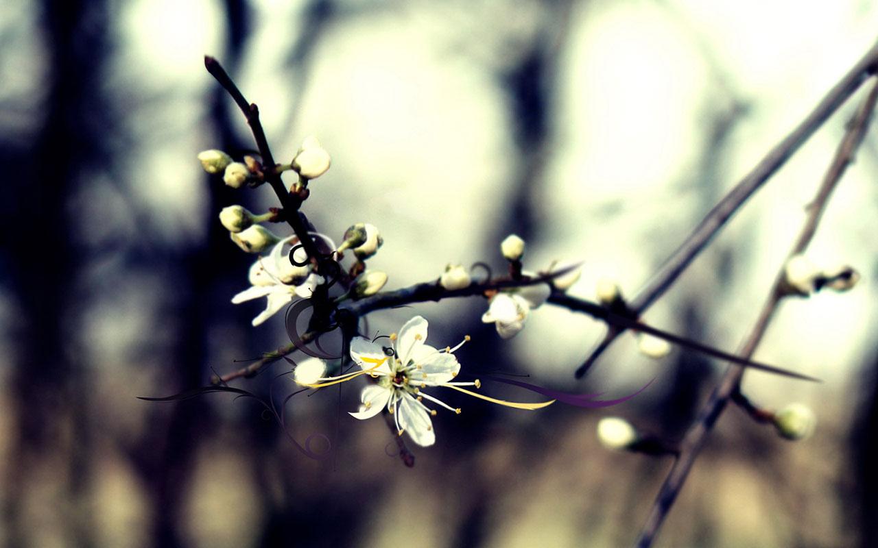 Winter Flowers Wallpaper