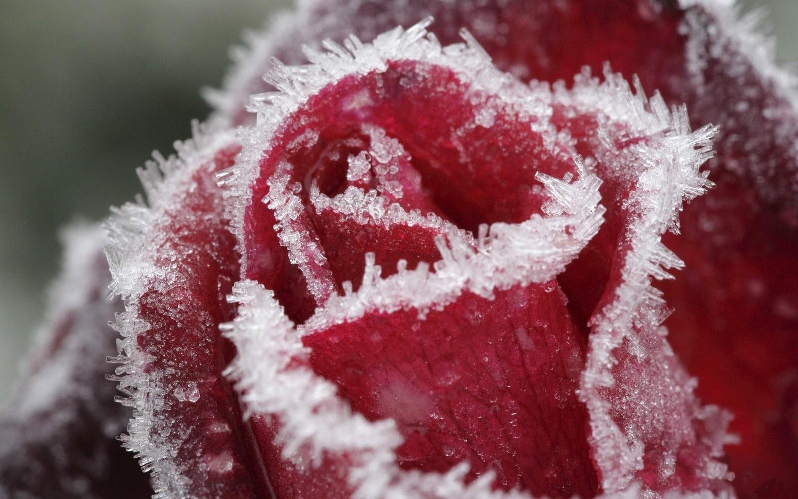 Red Rose Desktop Wallpaper. Frozen rose