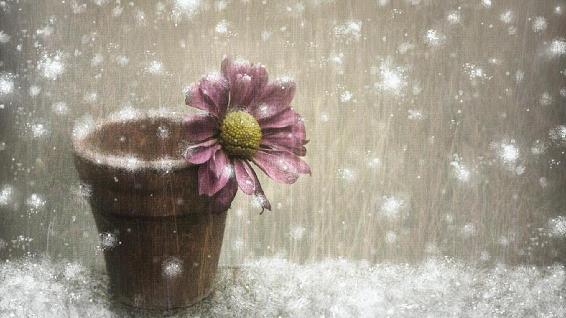 Free download Winter Flowers Background [1920x1080]