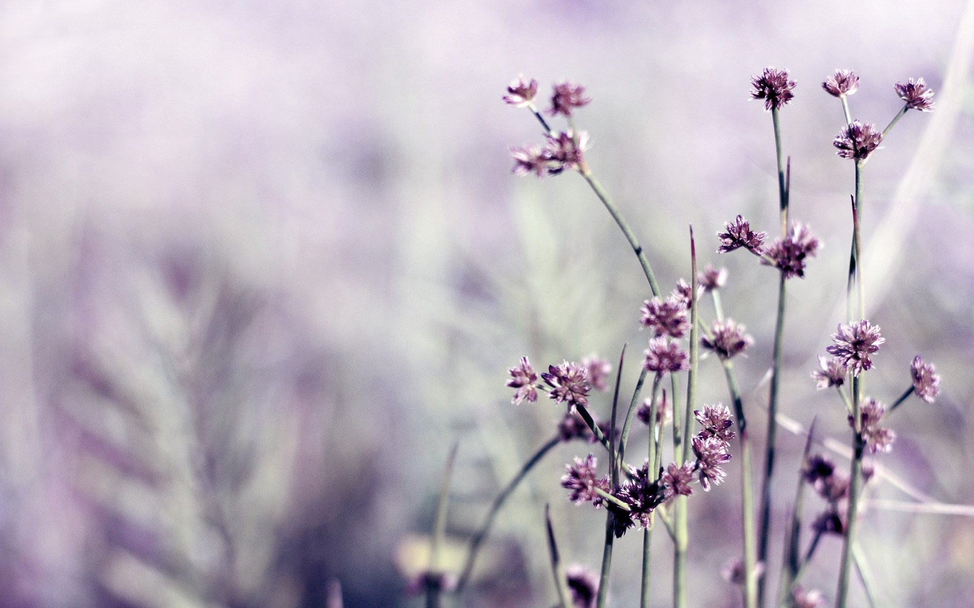 Field Facebook Cover, purple, flowers, little
