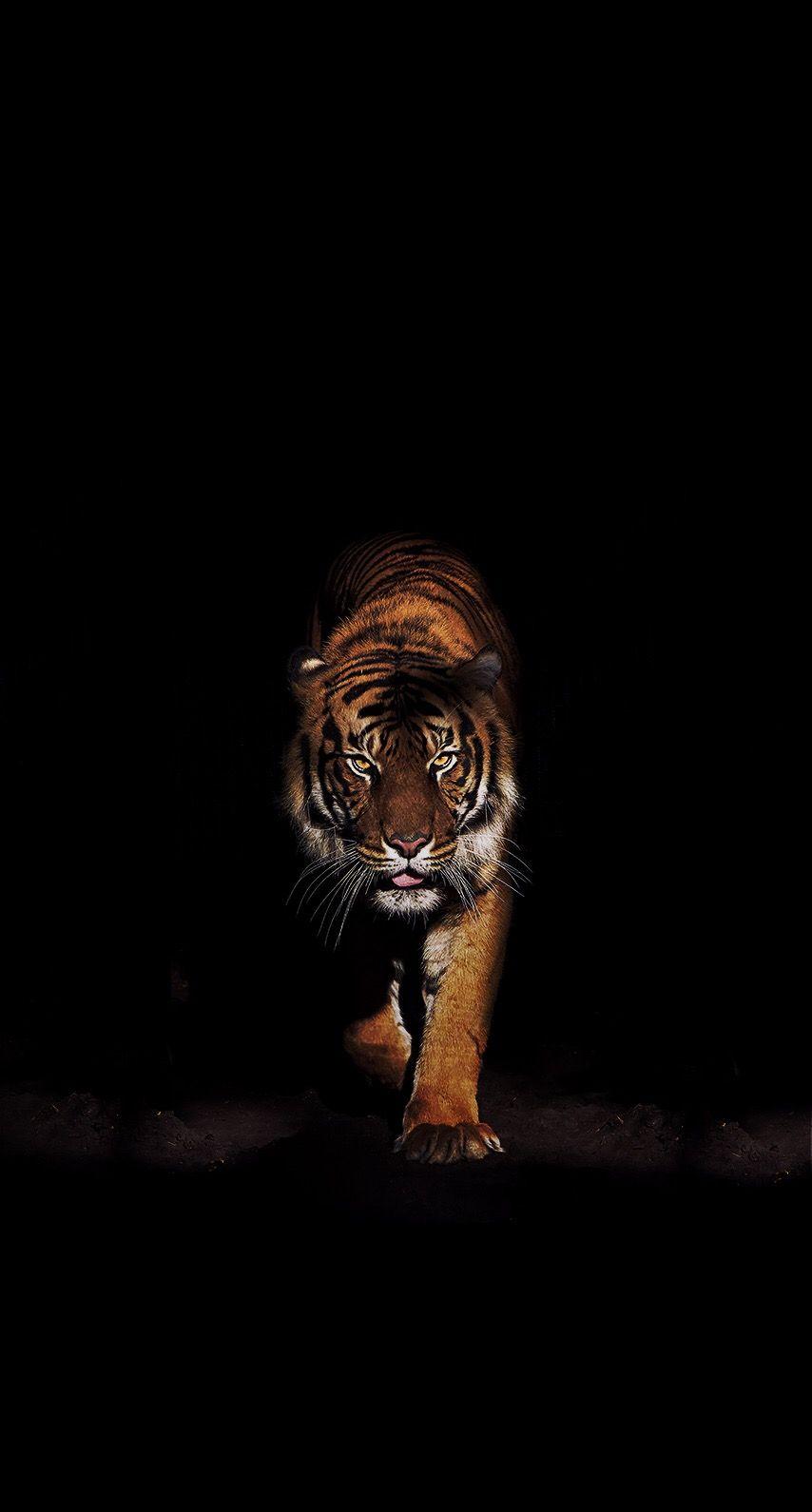 TIGER IN THE DARK. Tiger wallpaper, Animal wallpaper, Cat