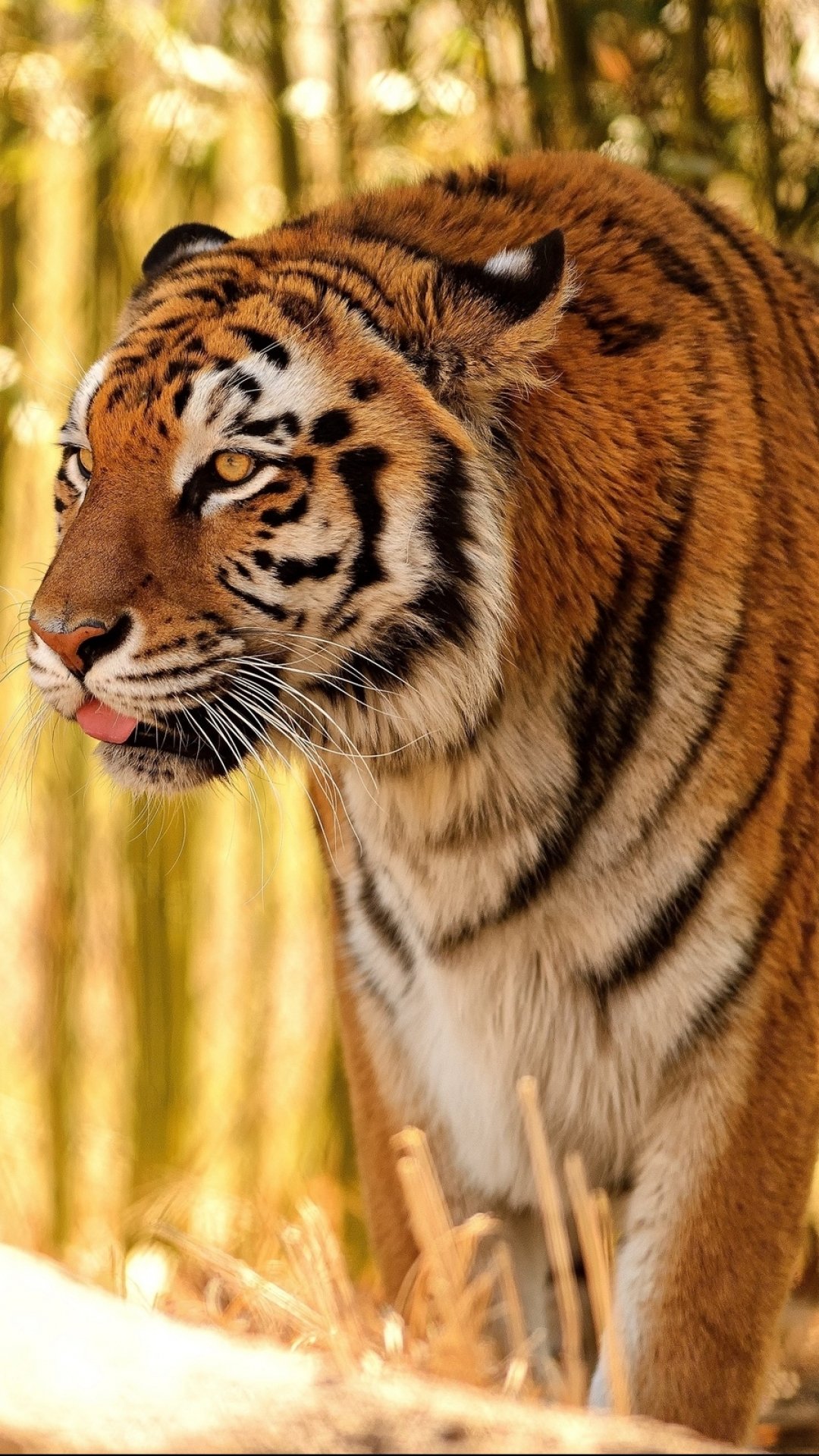 Tiger Android Wallpaper Tiger, HD Wallpaper